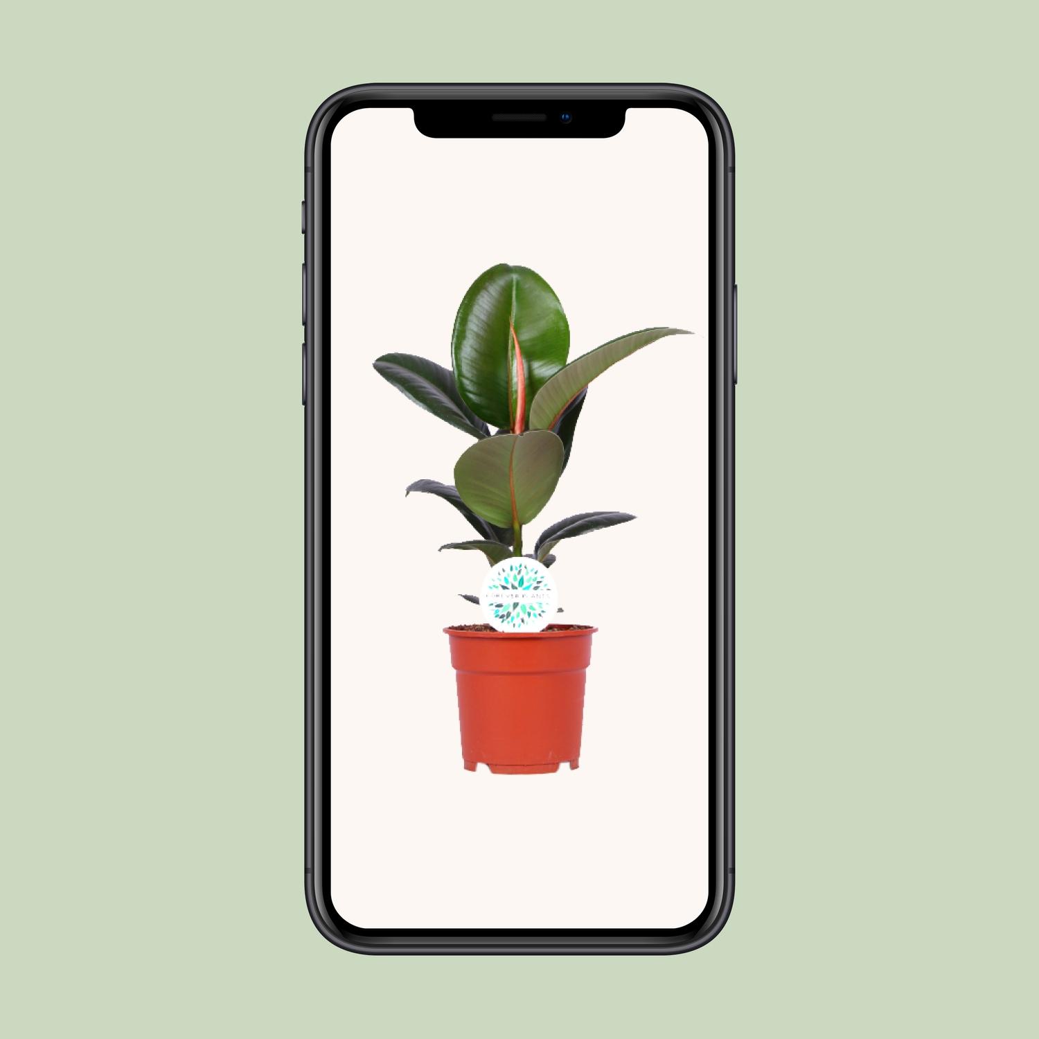 Ficus Elastica Robusta (15949)