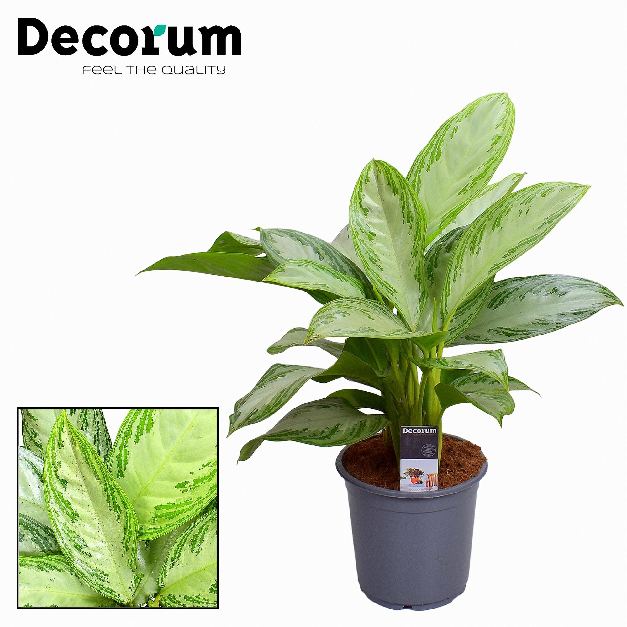 Aglaonema Silver Bay (16250)