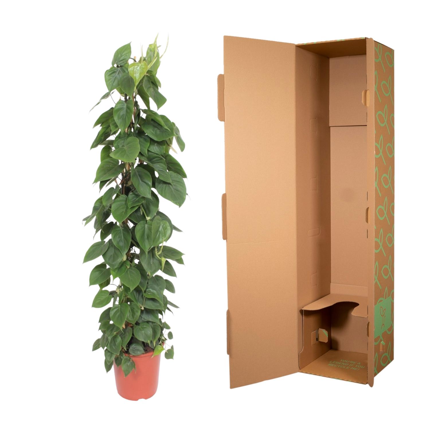Philodendron Scandens gaasrek - 150 cm - ø27 (8721055691235)