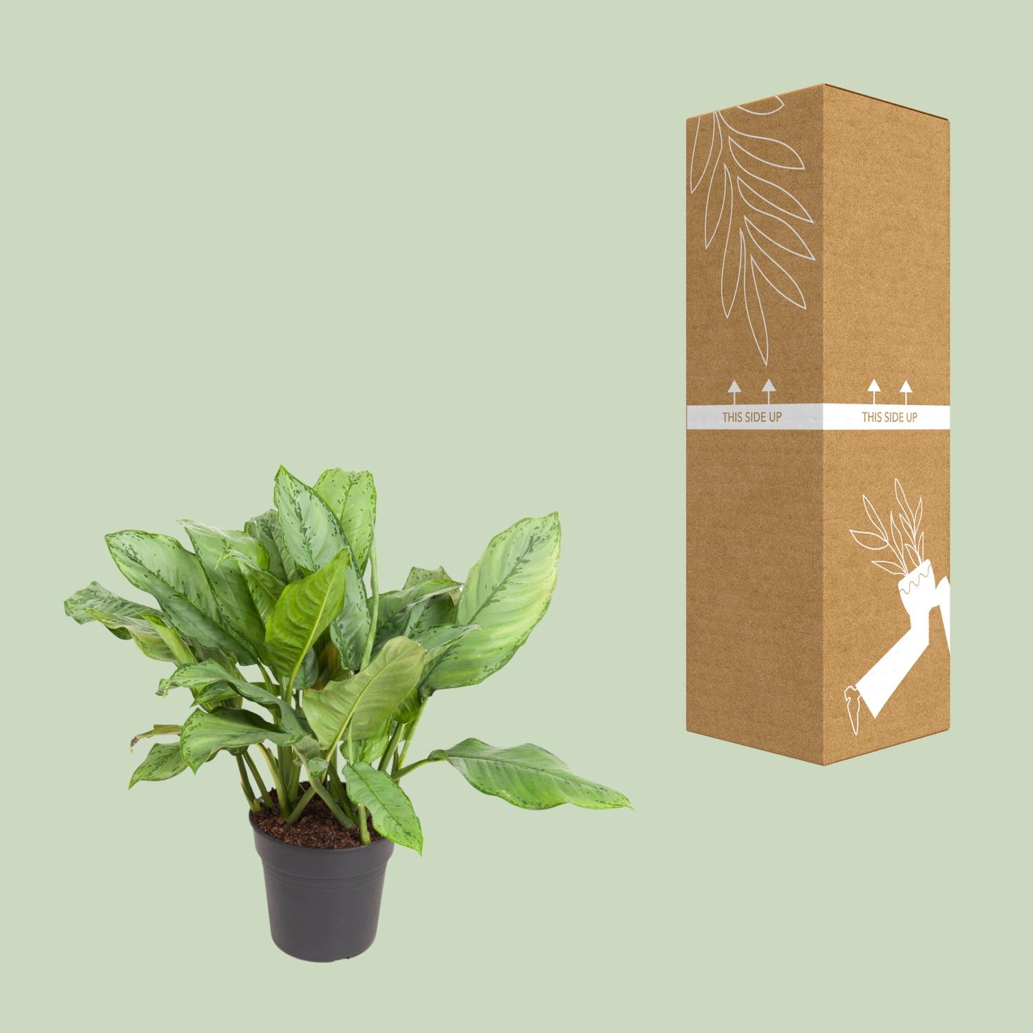 Aglaonema B.J, Freedman (12155)