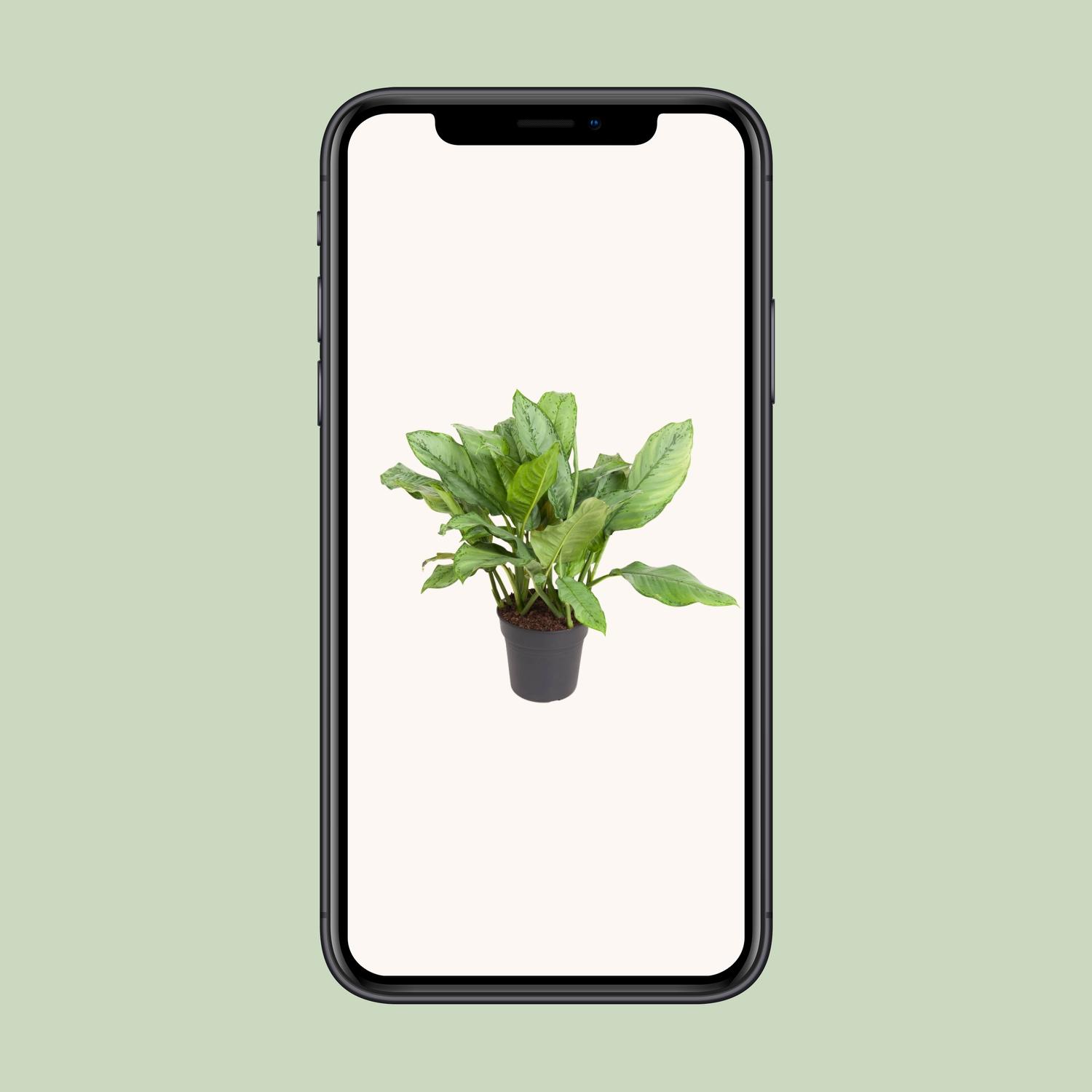 Aglaonema B.J, Freedman (12155)