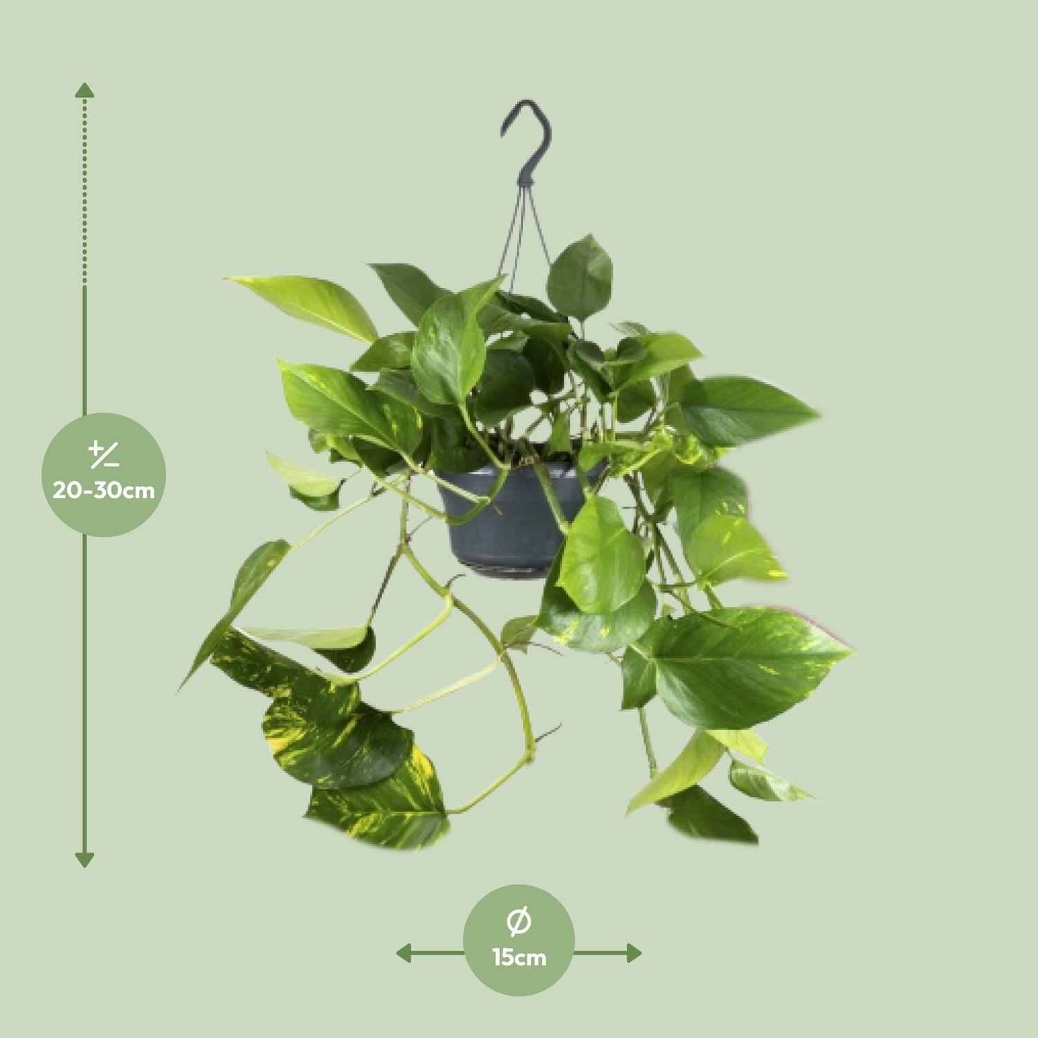 Epipremnum Aureum (8720634284462)