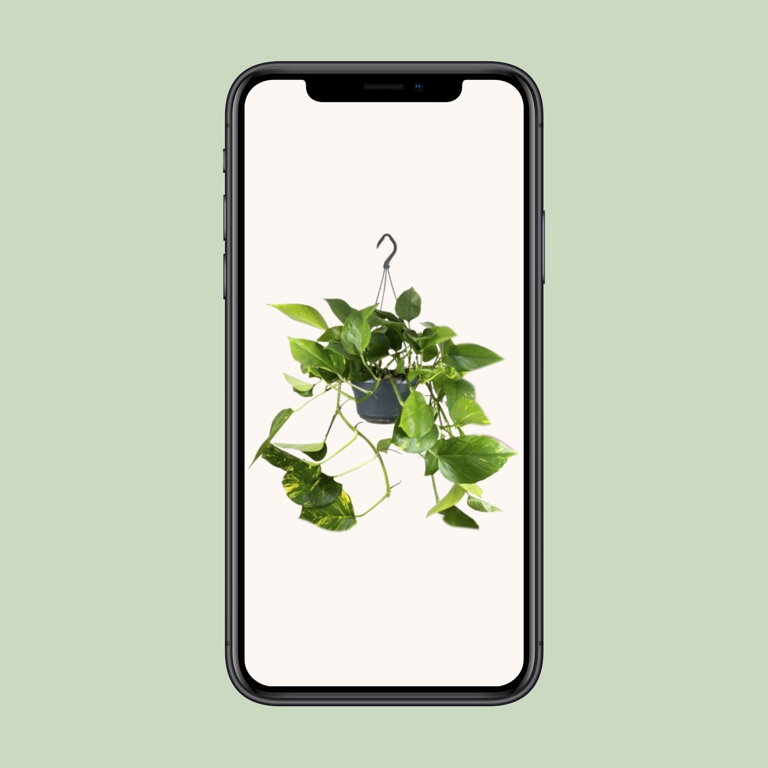 Epipremnum Aureum (8720634284462)