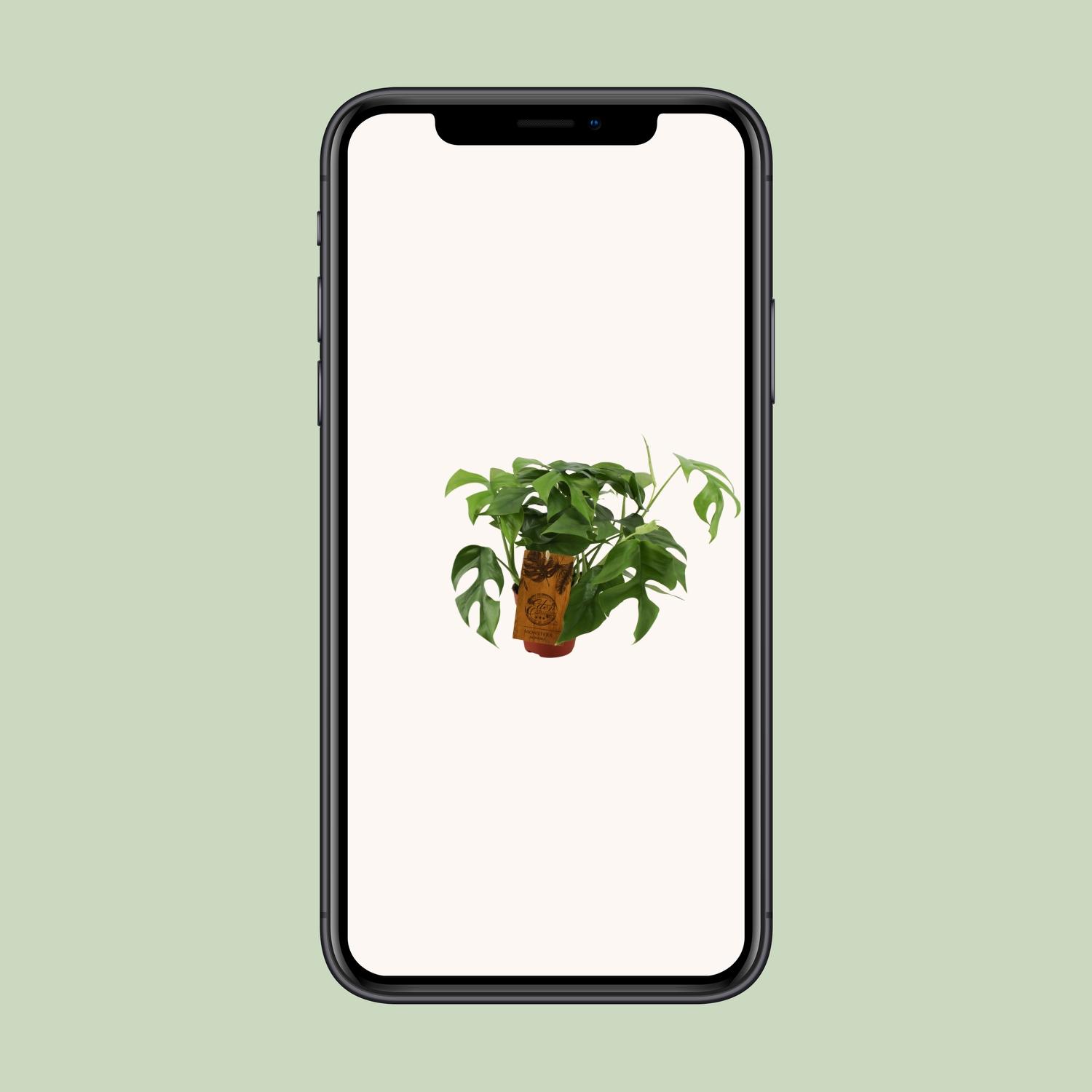 Monstera Minima (12904)