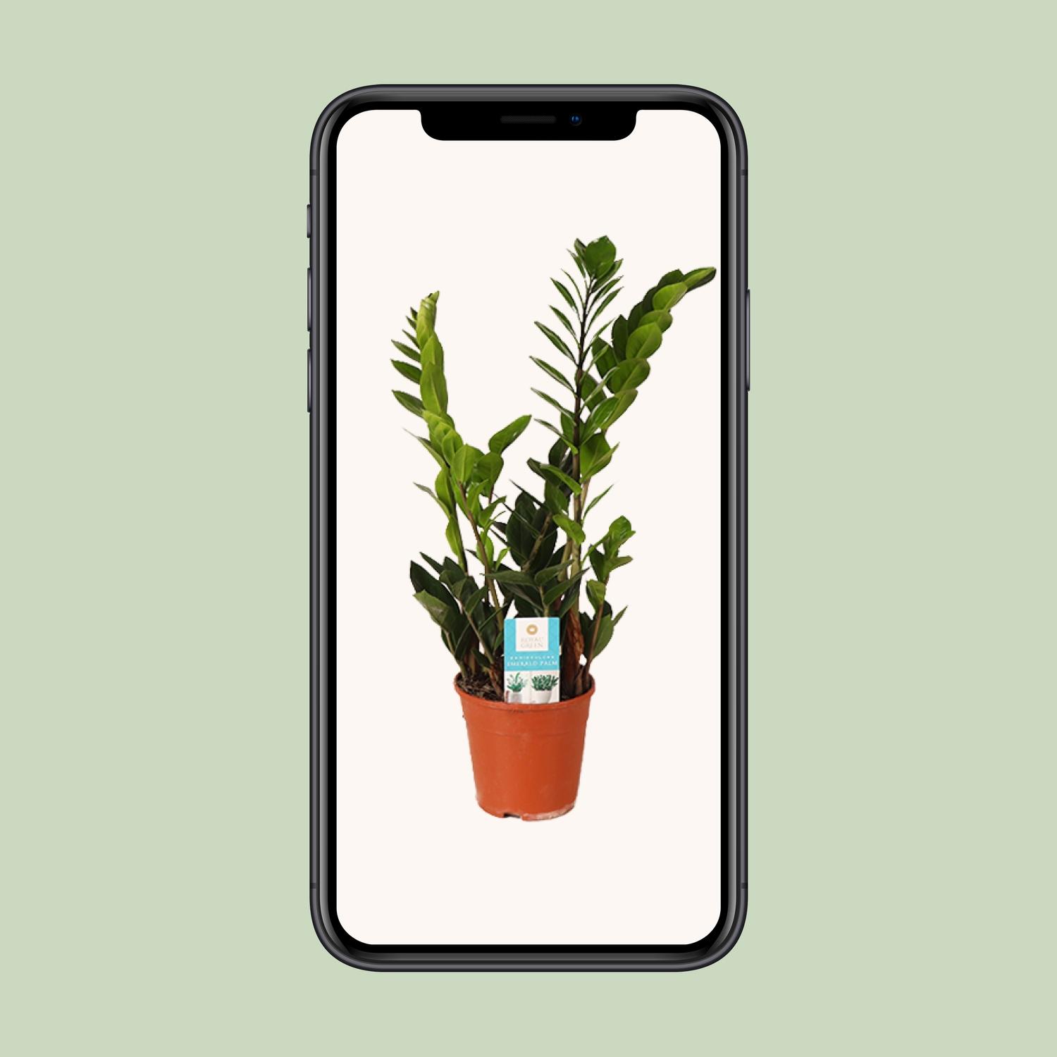 Zamioculcas Zamiifolia (15987)