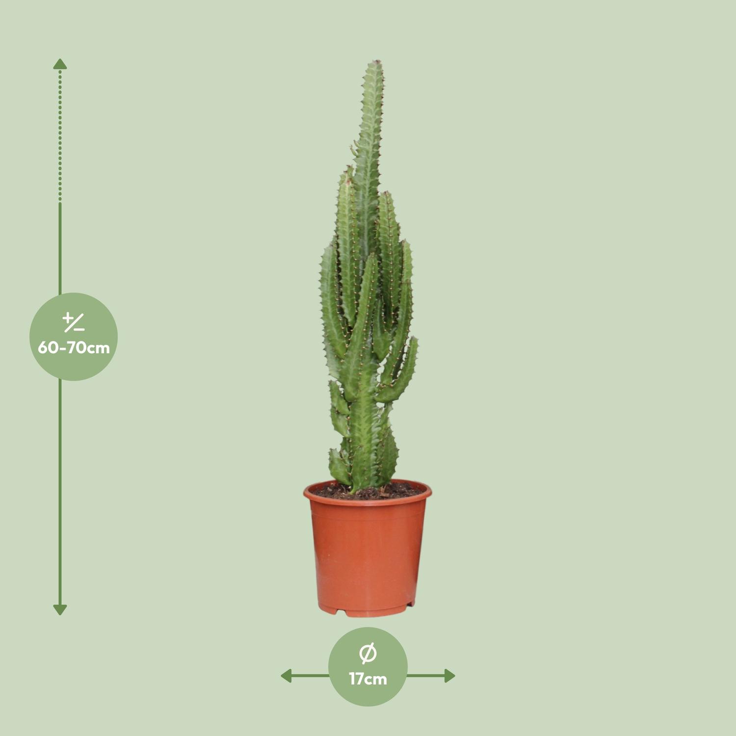 Euphorbia Trigona (21222)
