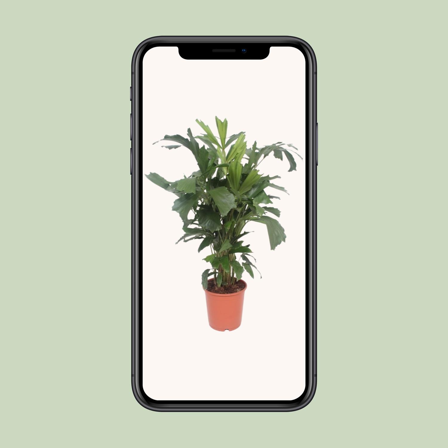 Caryota Mitis (10125)