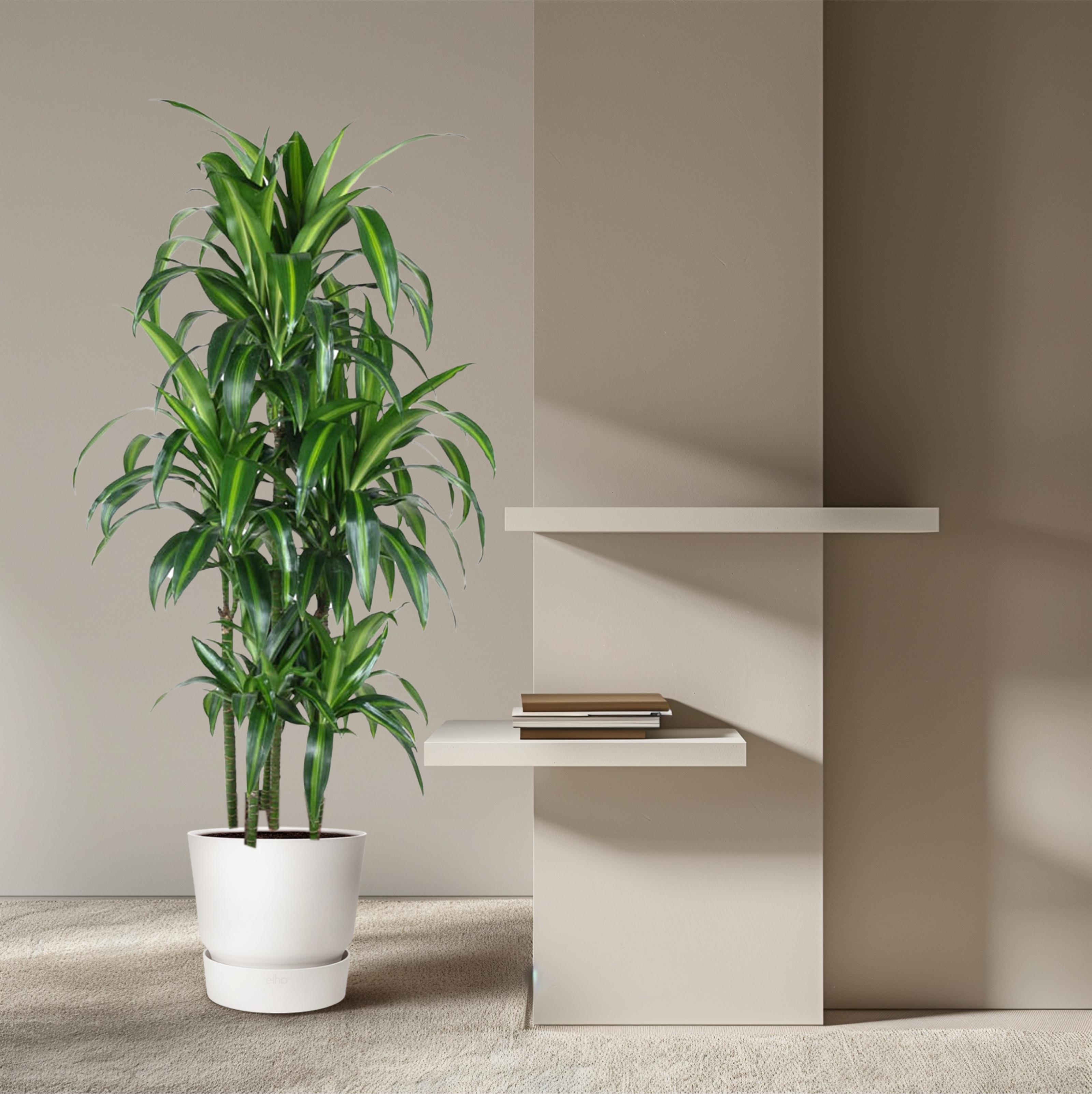 Dracaena Hawaiiana Carrousel - 150 cm - ø31 (8721055692430)