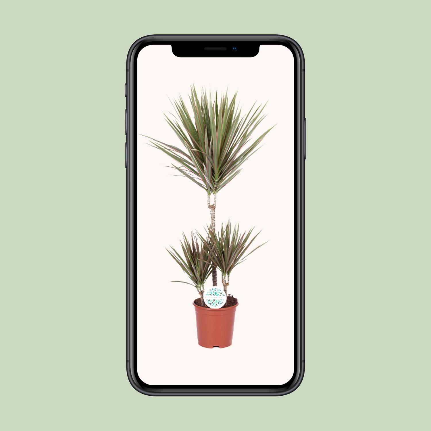 Dracaena Bicolor (15991)