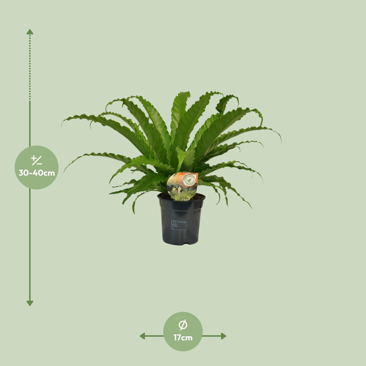 Asplenium Osaka (9909)
