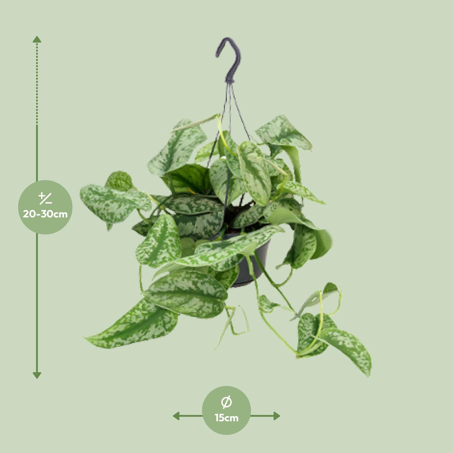 Scindapsus Pictus Trebie (8720634284738)