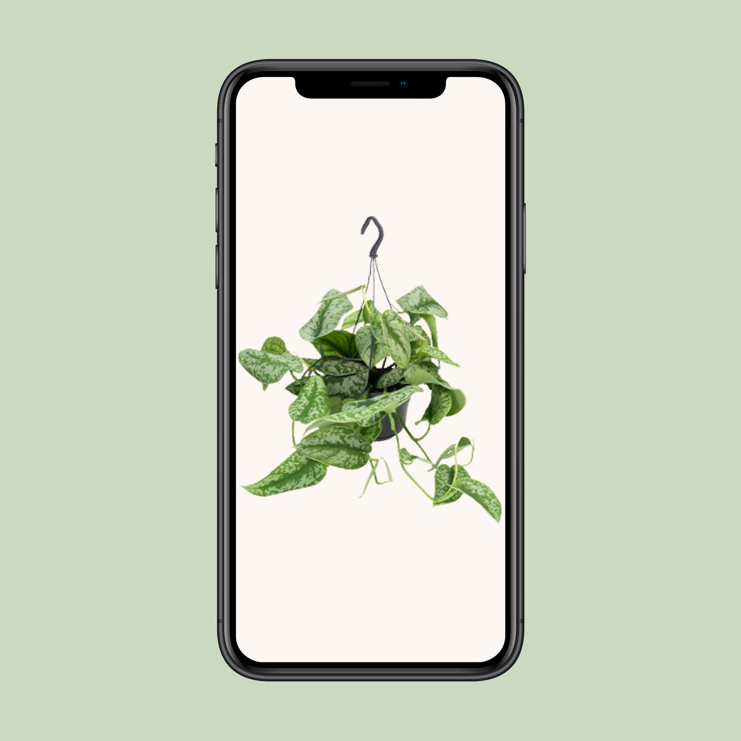 Scindapsus Pictus Trebie (8720634284738)