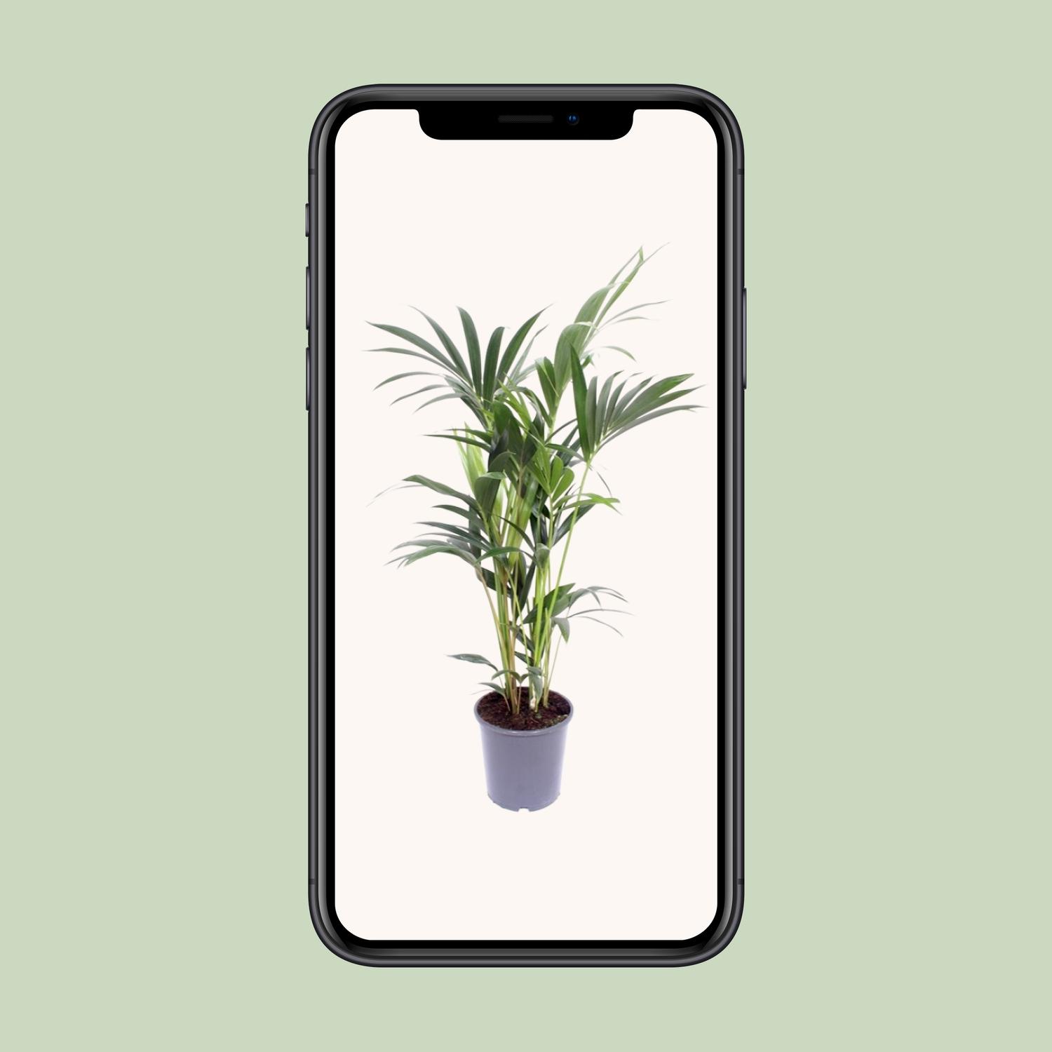 Howea Forsteriana (10111)