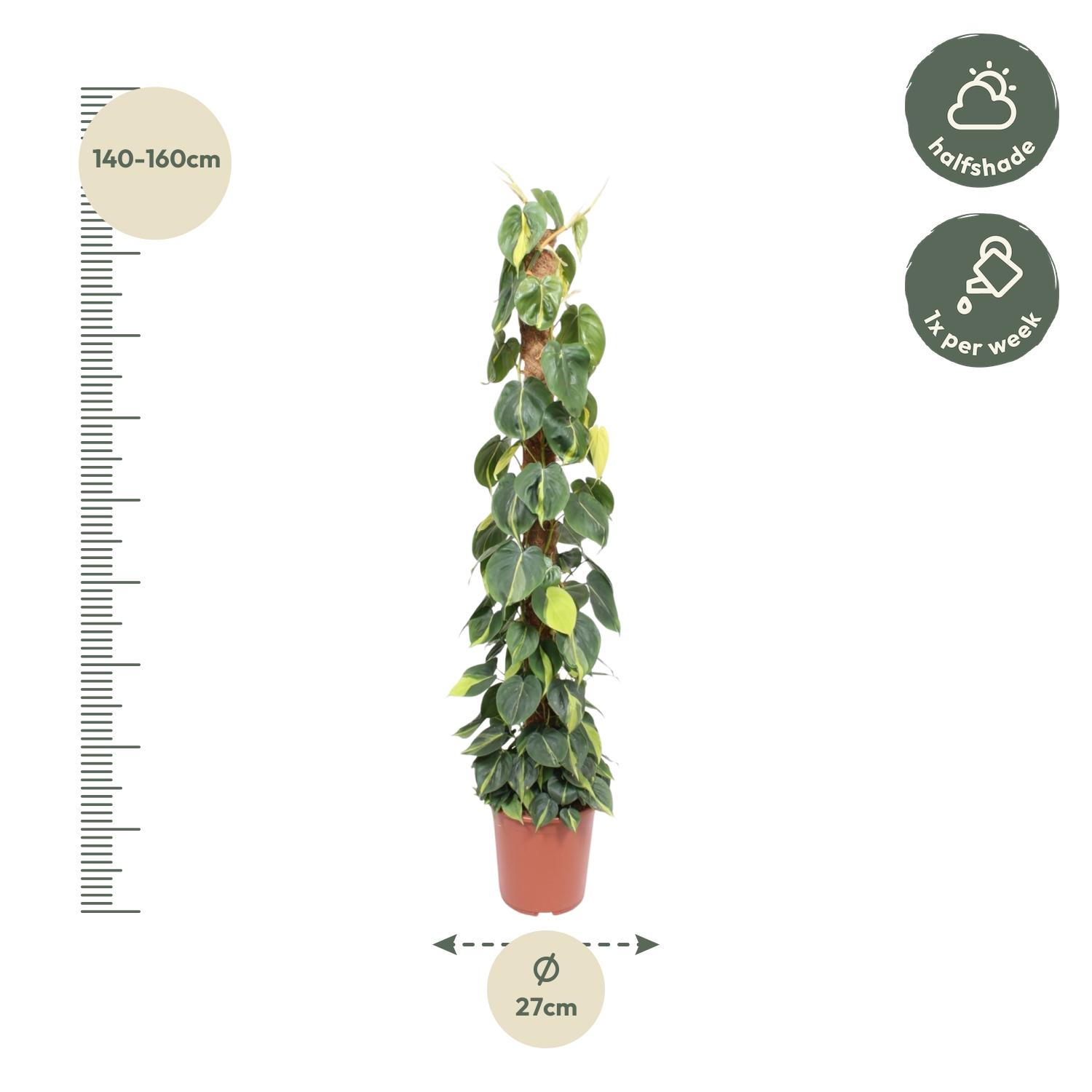 Philodendron Scandens Brasil mosstok - 150 cm - ø27 (8721055691280)