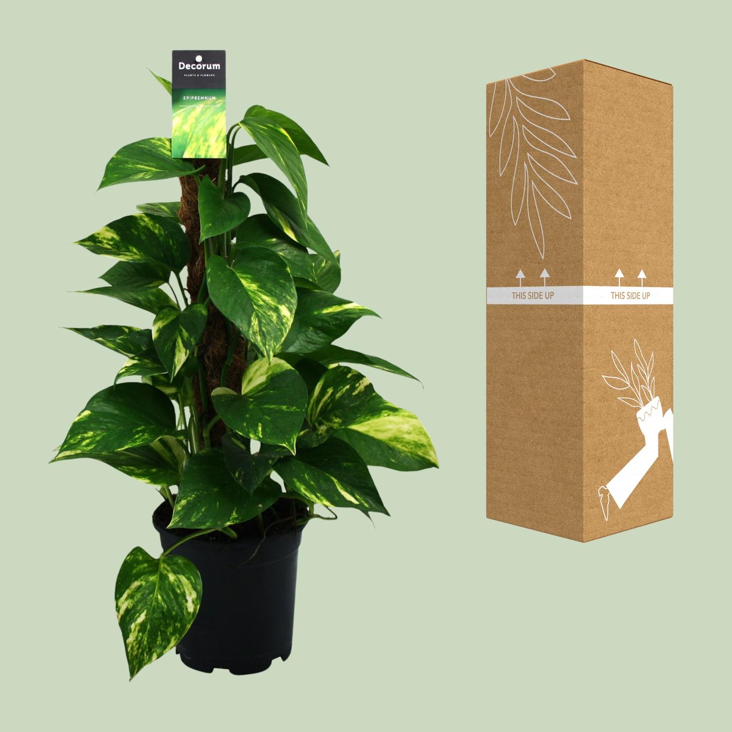 Scindapsus (Epipremnum) (12474)