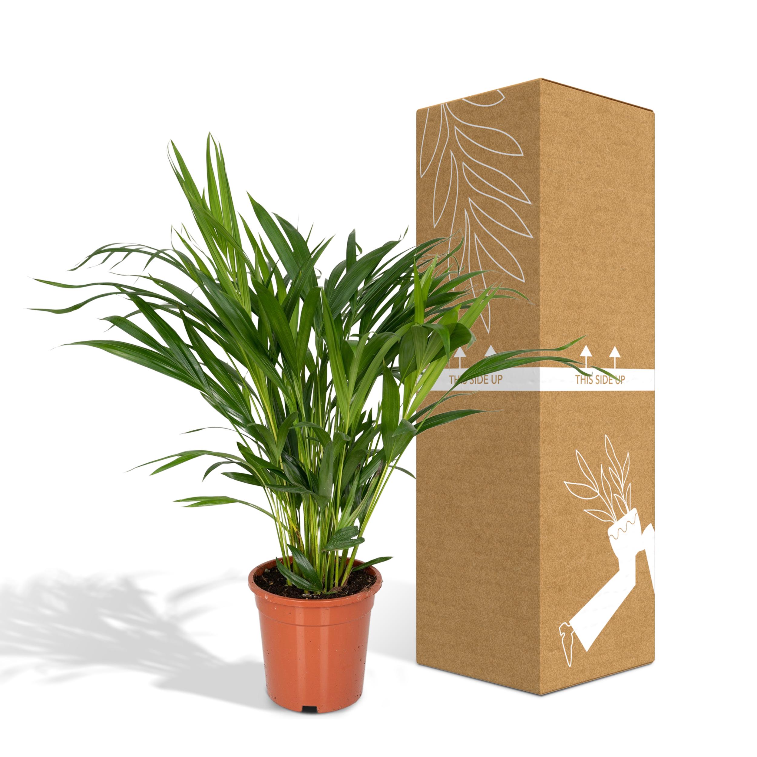 Dypsis Lutescens - Areca (8720634285360)