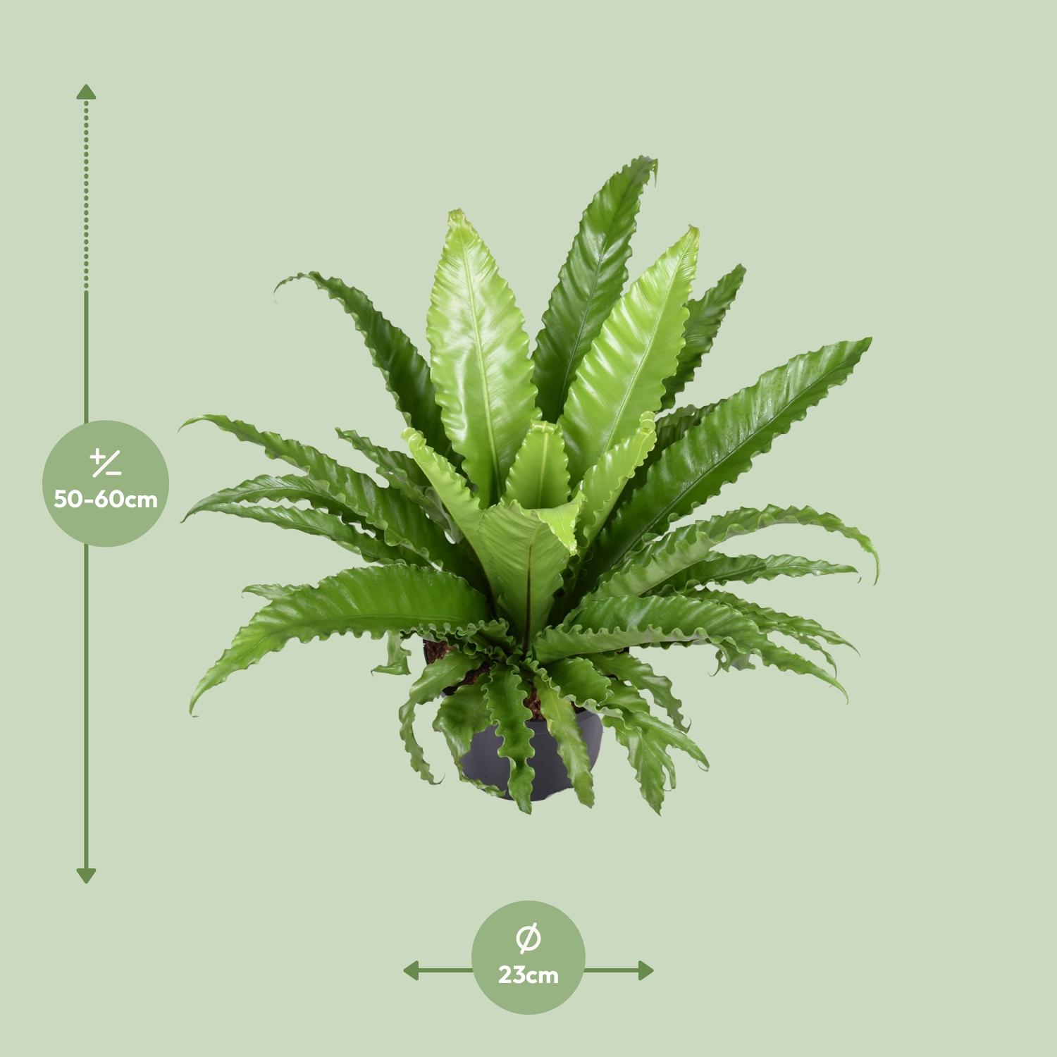 Asplenium Antiquum Osaka (9733)