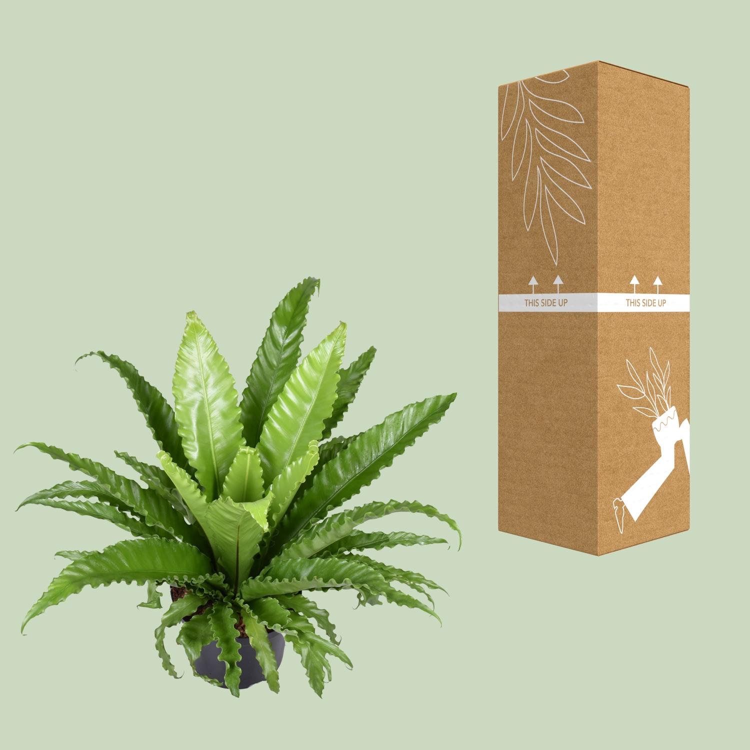 Asplenium Antiquum Osaka (9733)