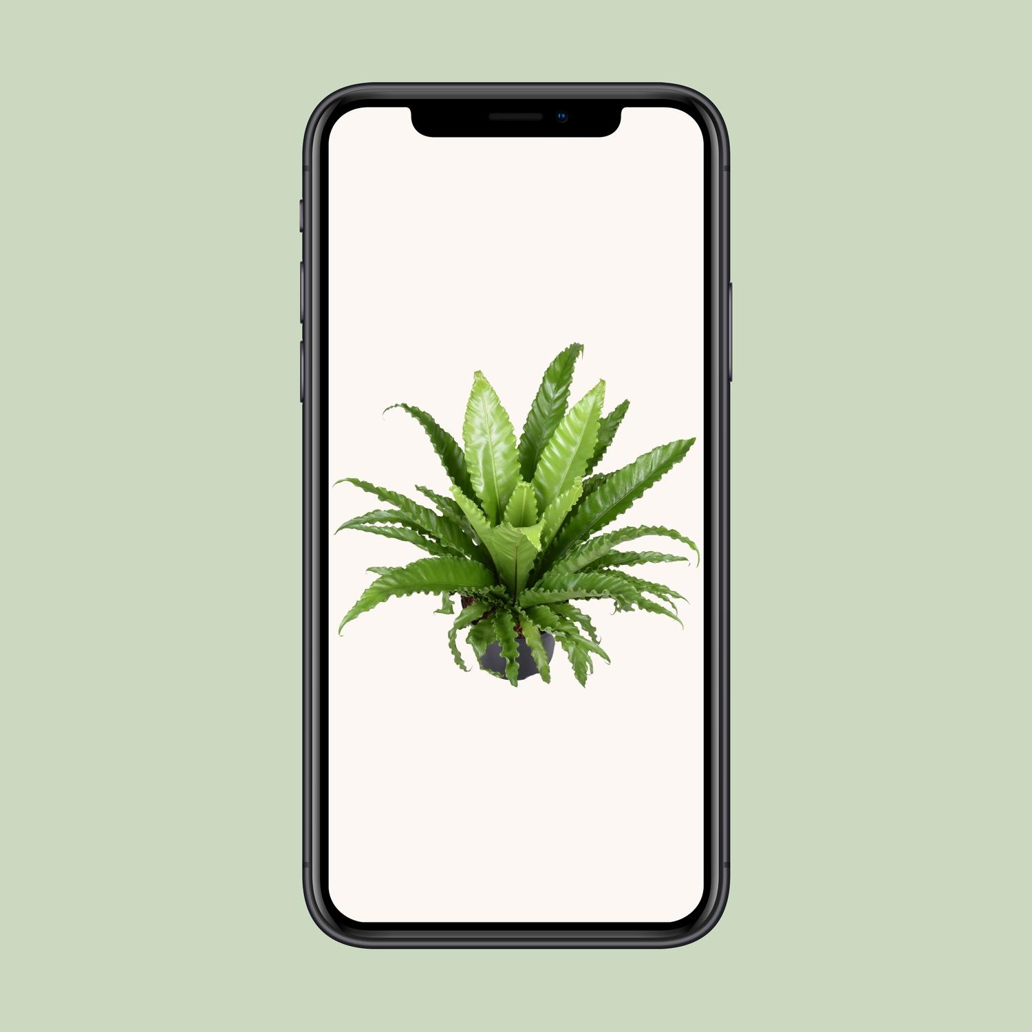 Asplenium Antiquum Osaka (9733)