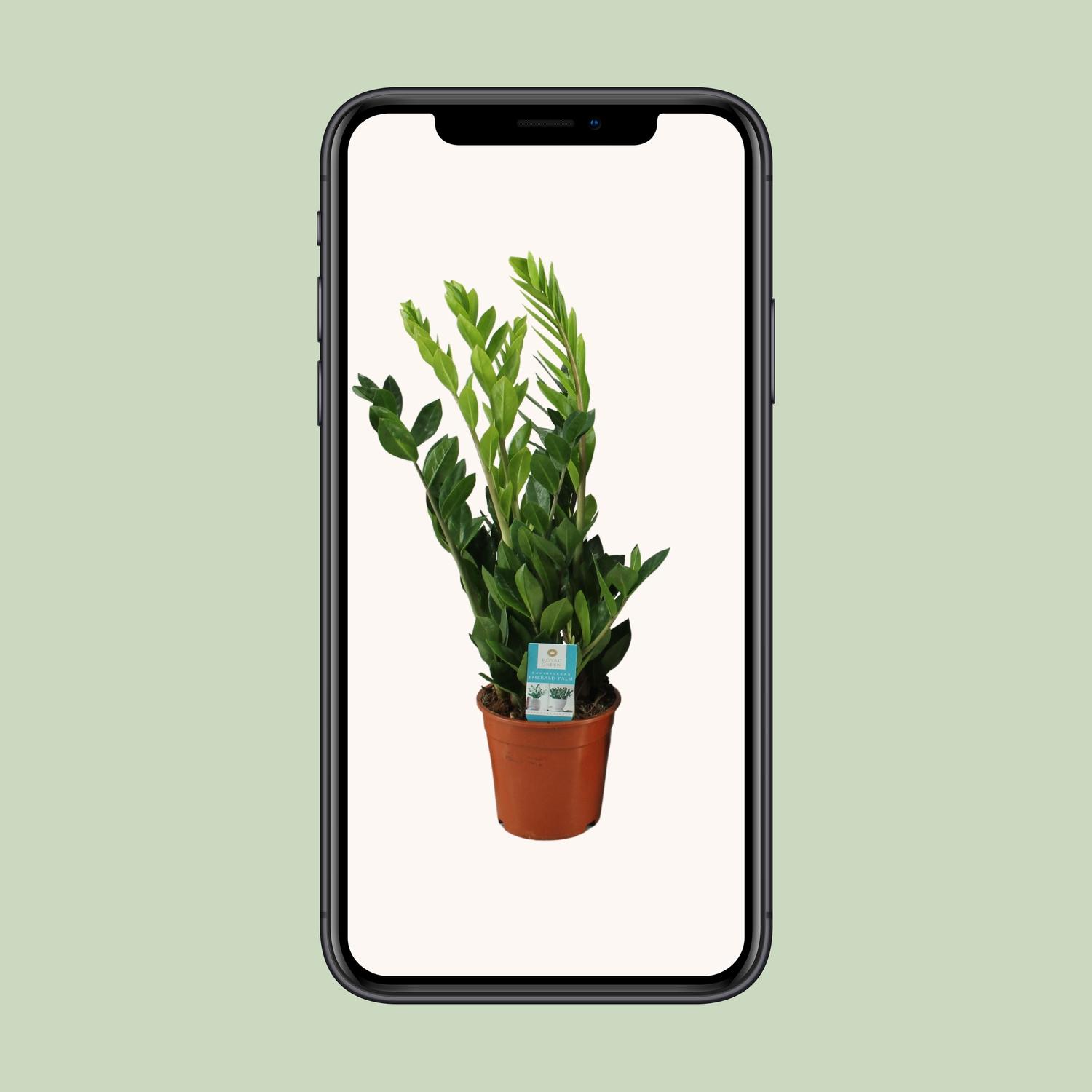 Zamioculcas Zamiifolia (12648)