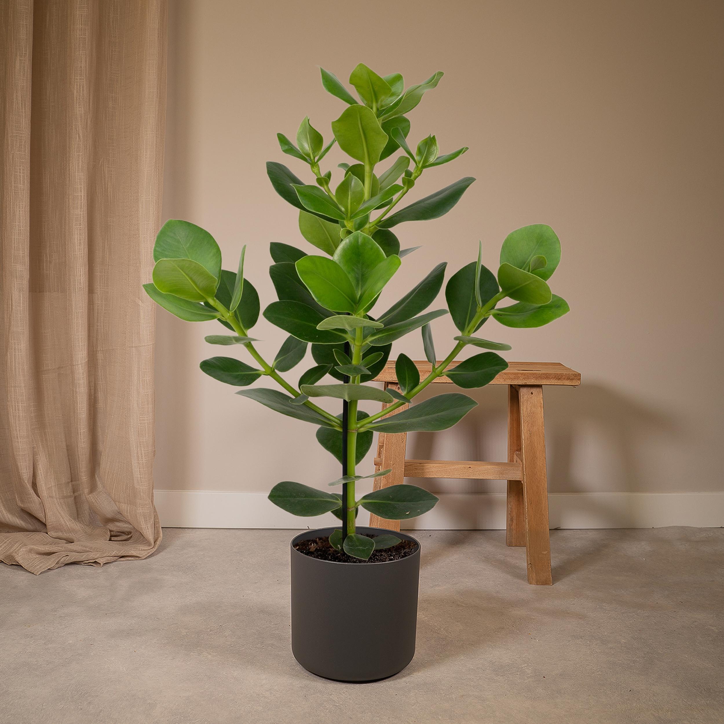 Clusia Rosea Princess (8720634287708)