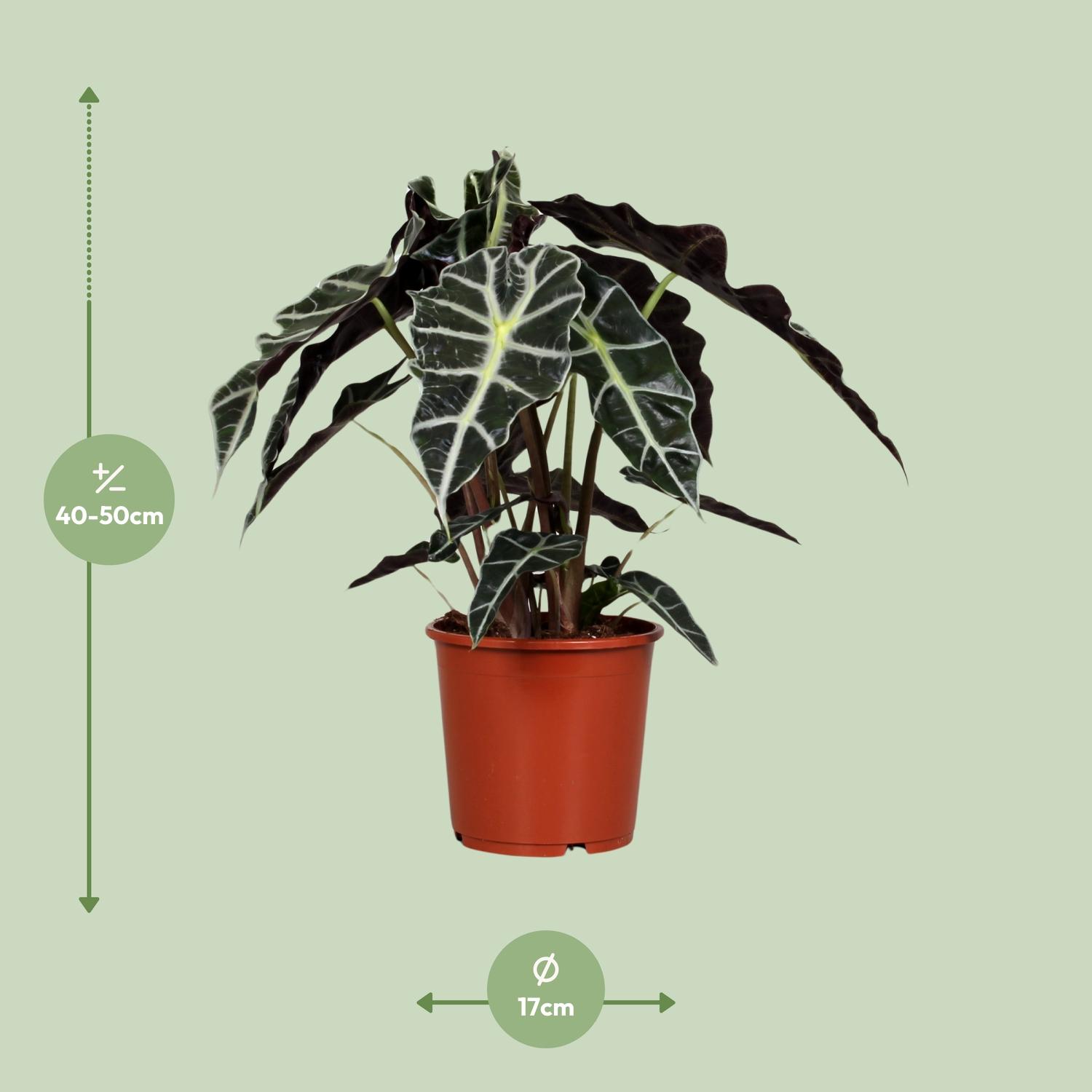 Alocasia Polly (8689)