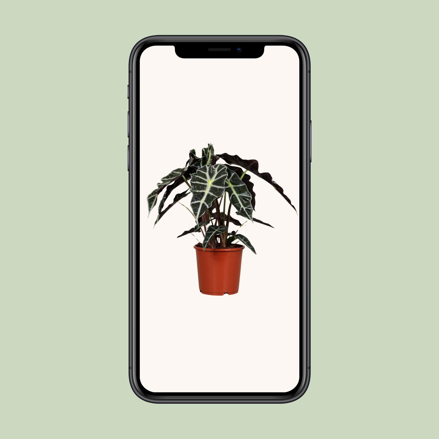 Alocasia Polly (8689)