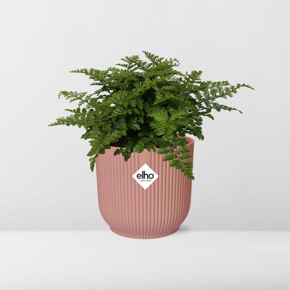 Asplenium Parvati in ELHO Vibes Fold 14cm roze (21801)