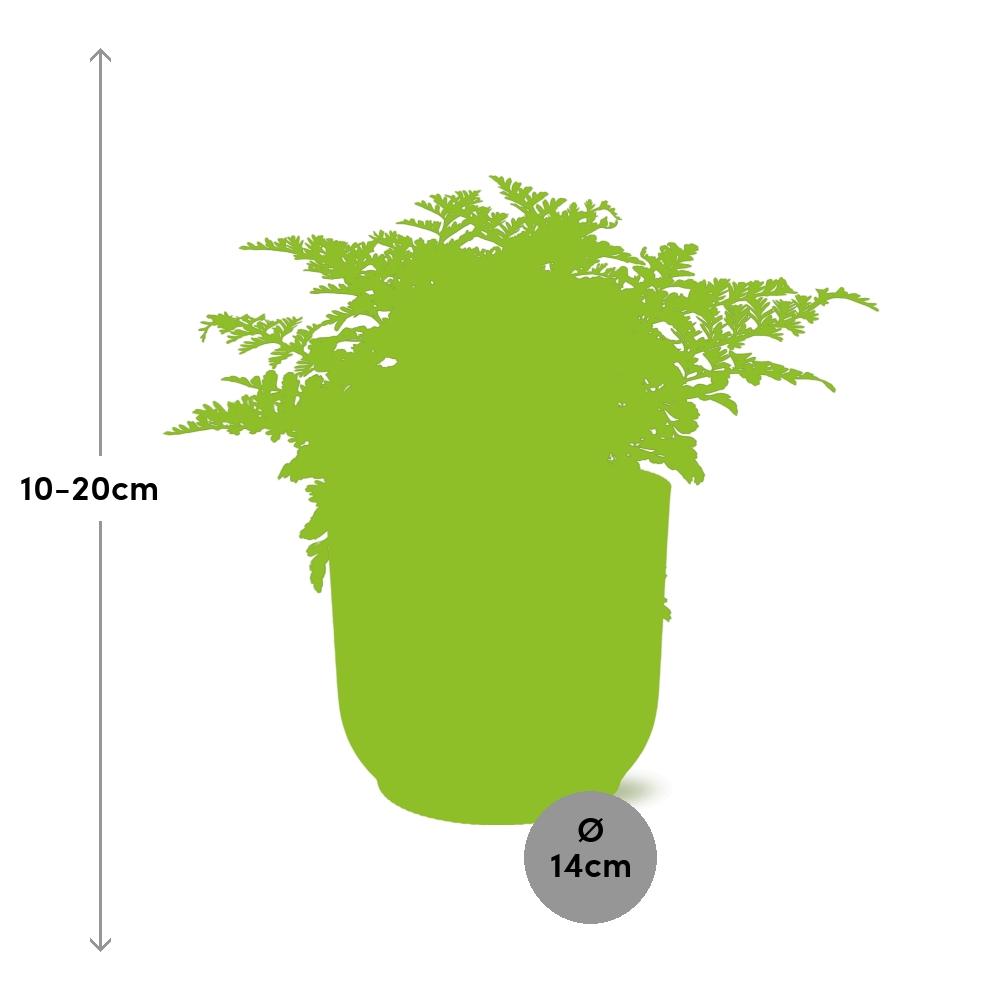 Asplenium Parvati in ELHO Vibes Fold 14cm roze (21801)