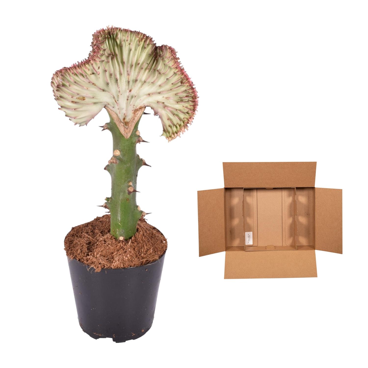 Euphorbia lactea Cristata rood - 35 cm - ø12 (8721081685055)