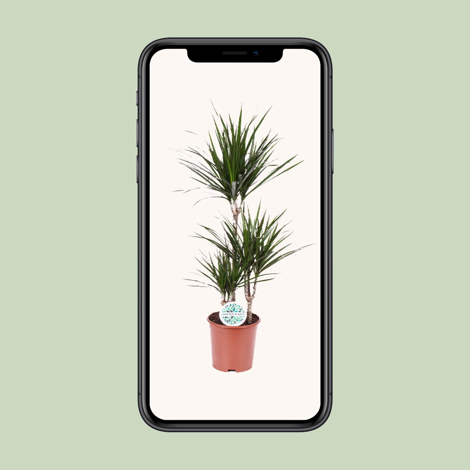 Dracaena Marginata (8720634285537)