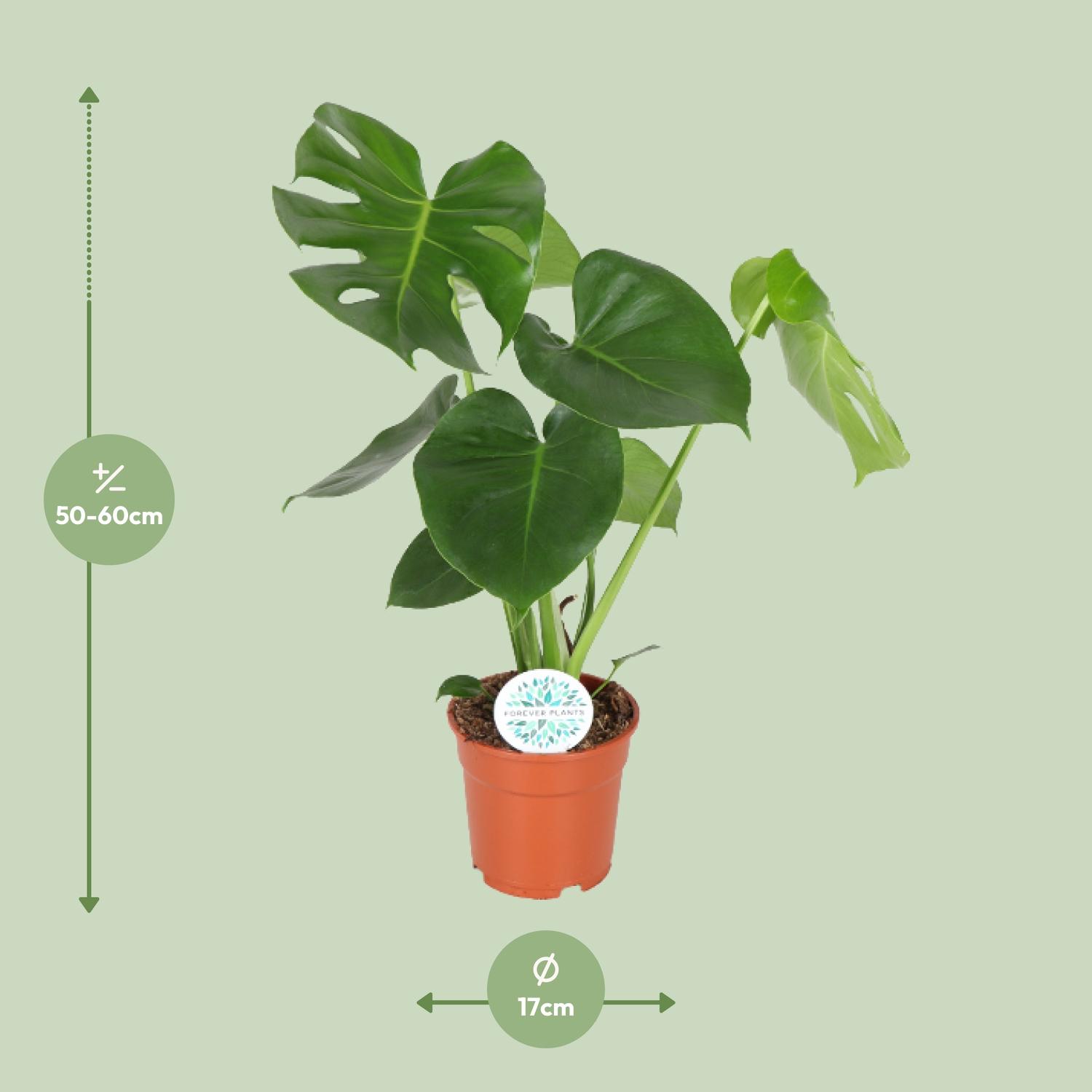 Monstera Deliciosa (8720634284868)