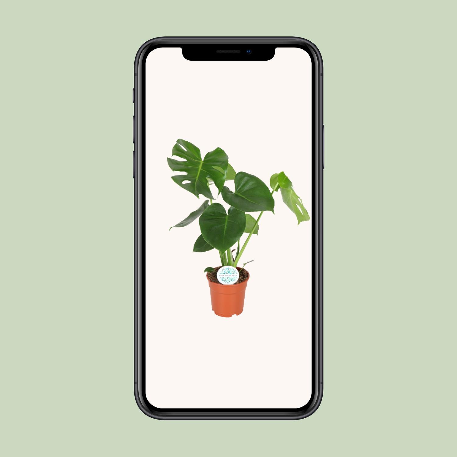 Monstera Deliciosa (8720634284868)