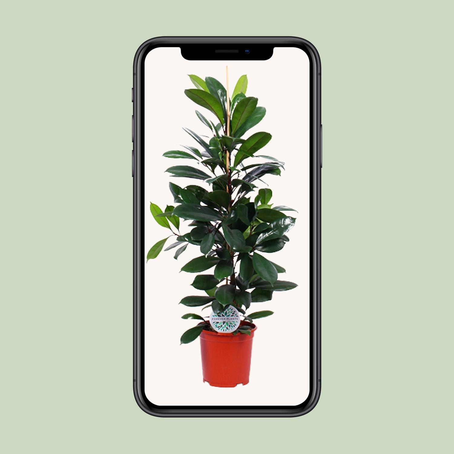Ficus Cyathistipula (15899)