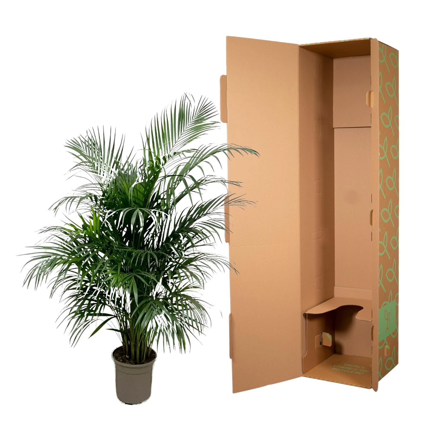 Dypsis Lutescens (Areca palm) 150 cm - ø24 (8721055693185)