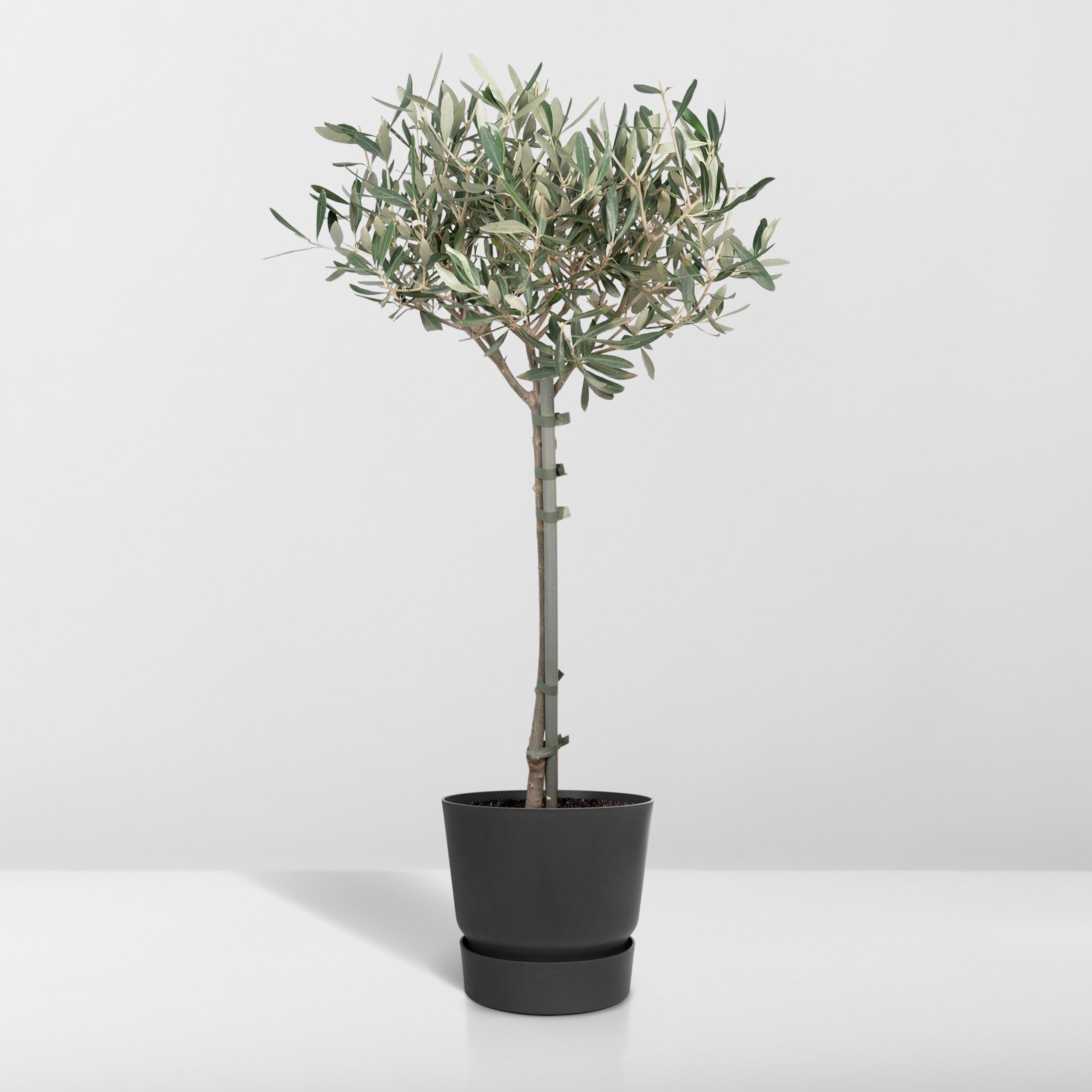 Olea (8720634287920)