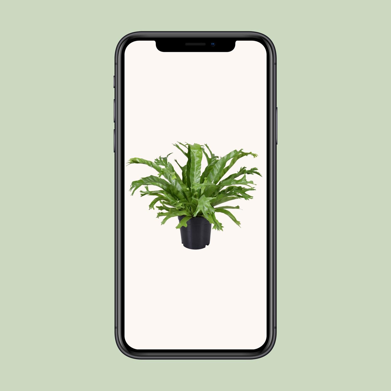 Asplenium Nidus Crissie (9745)