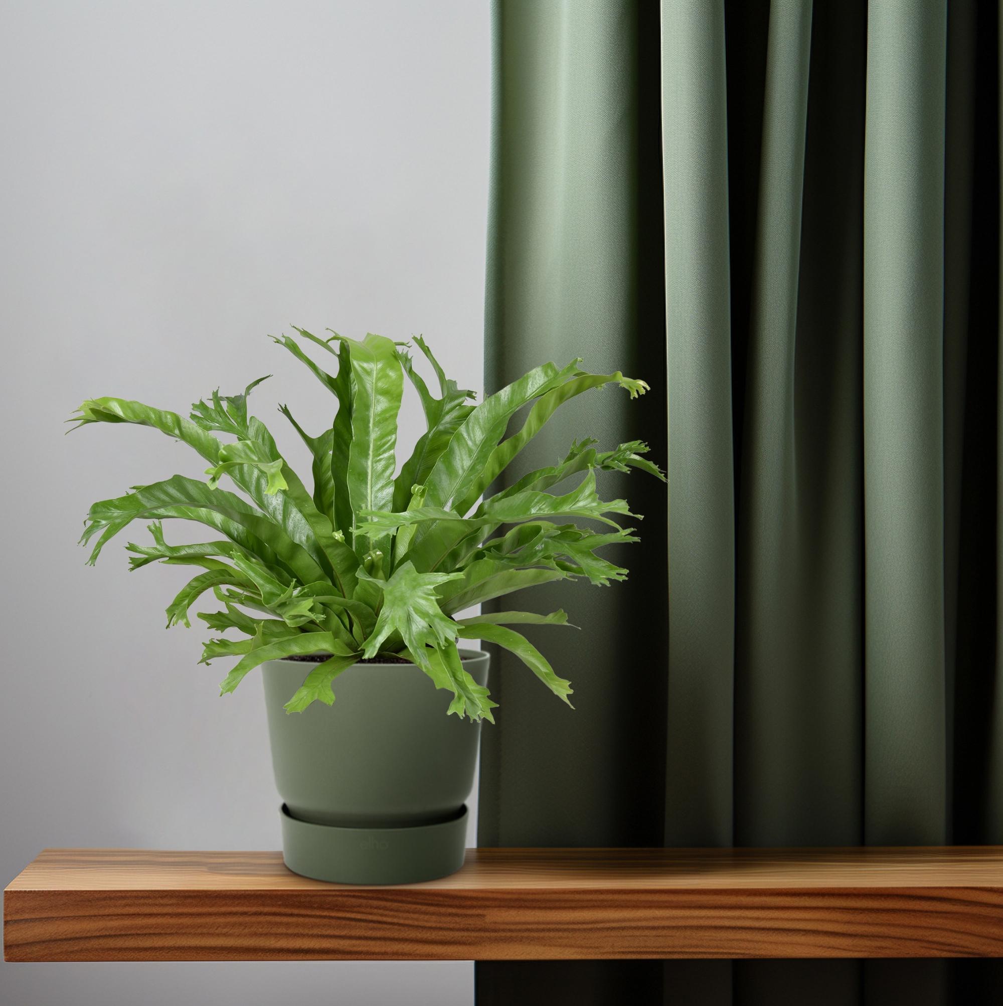 Asplenium Nidus Crissie (9745)