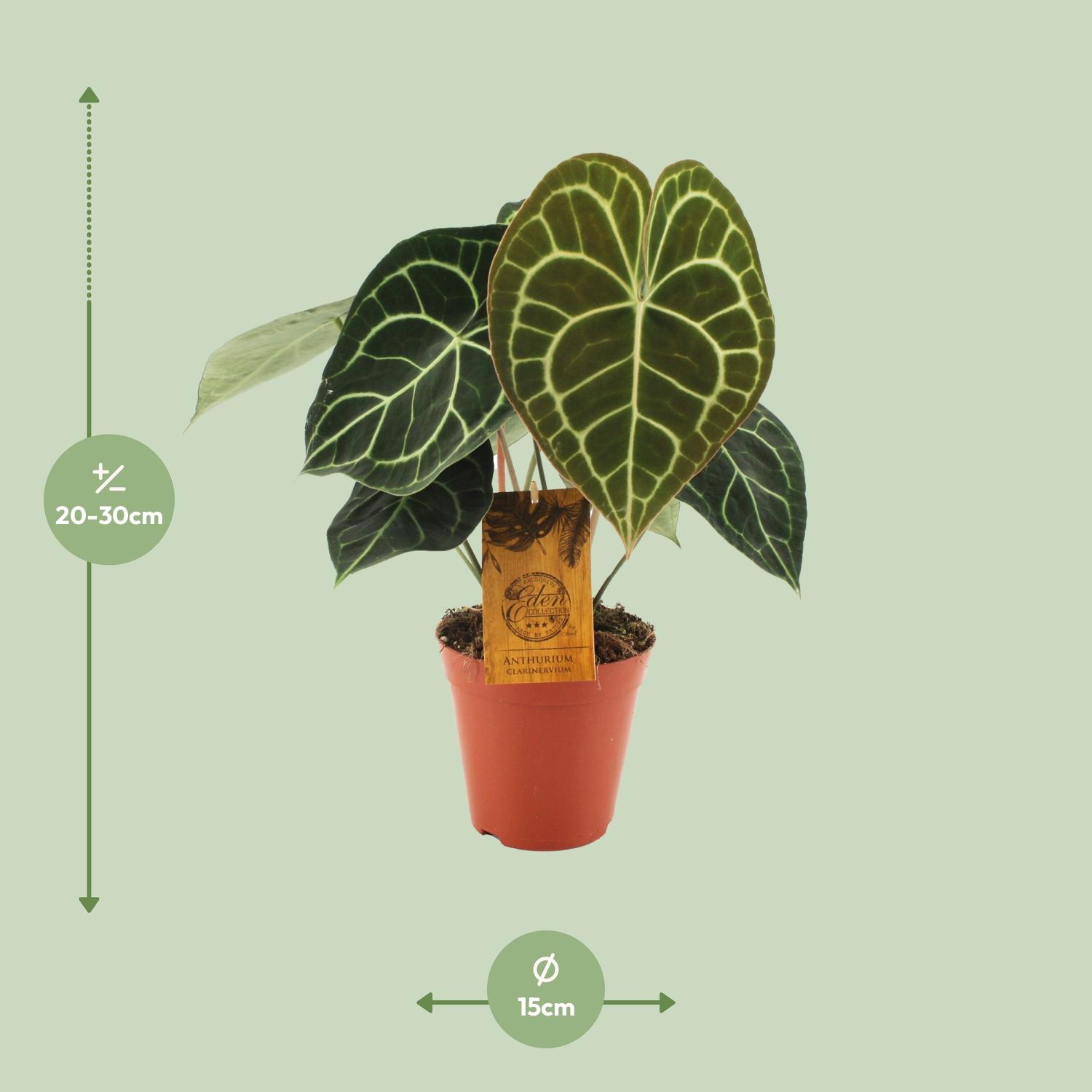 Anthurium Clarinervium (19015)