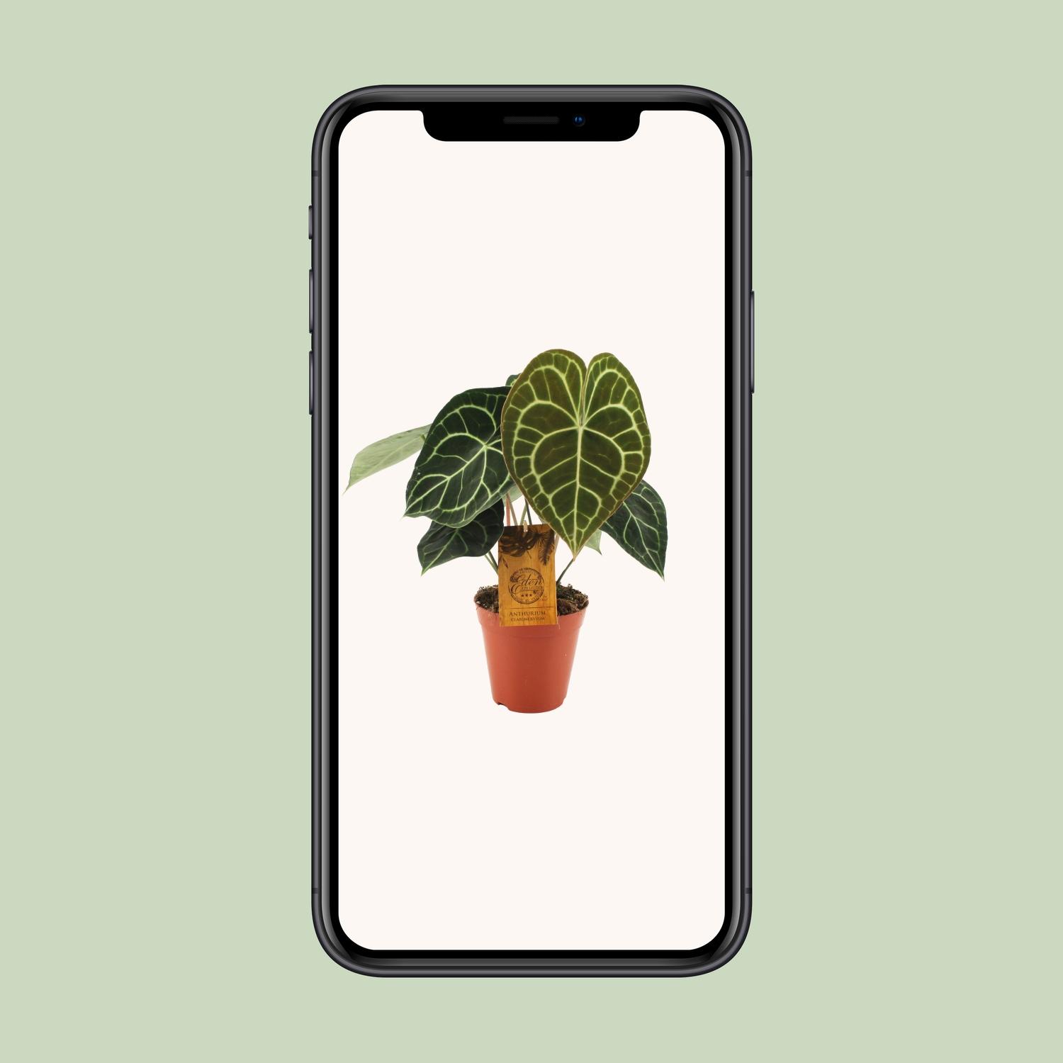Anthurium Clarinervium (19015)