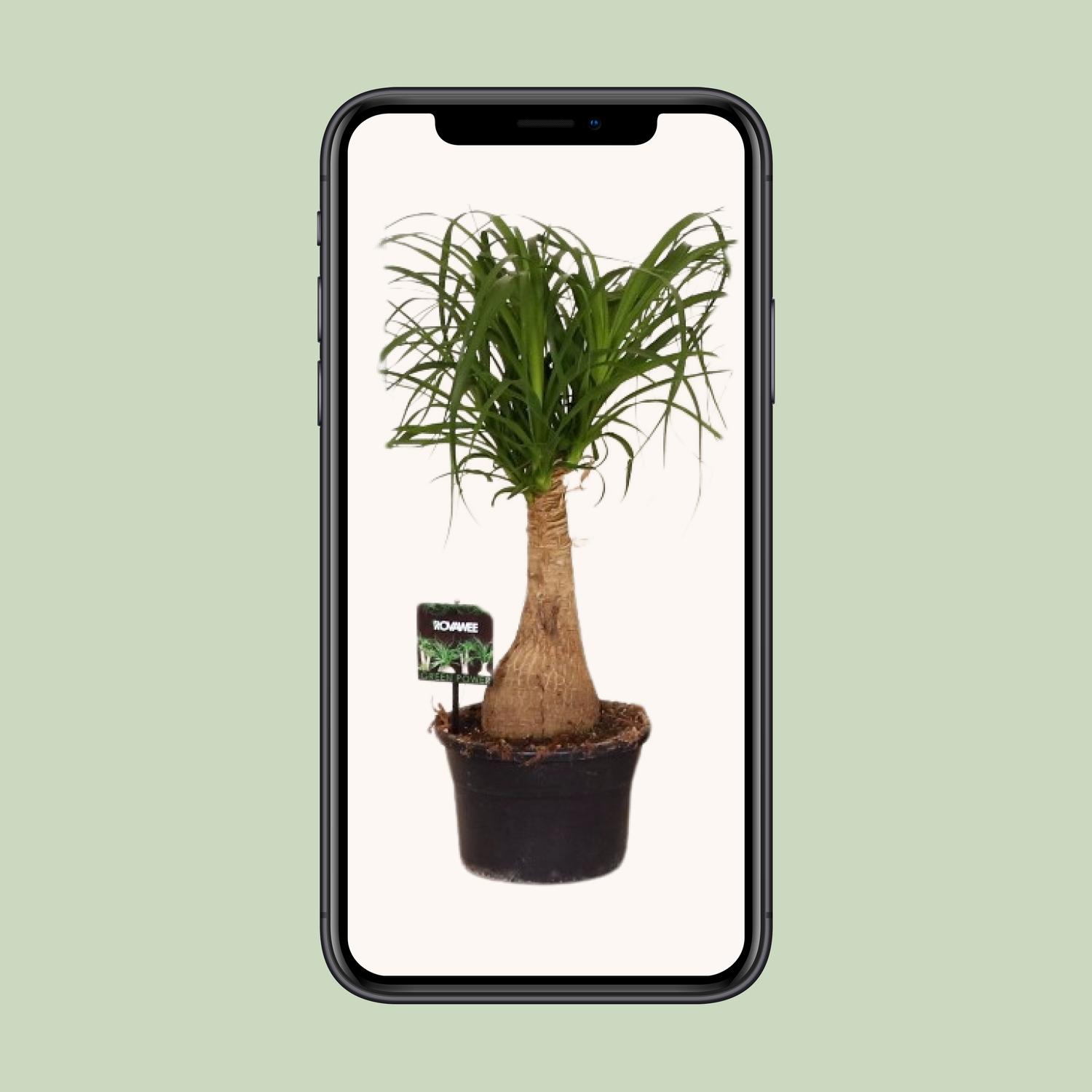 Beaucarnea Nolina - Ø19 ↕60 (11921)