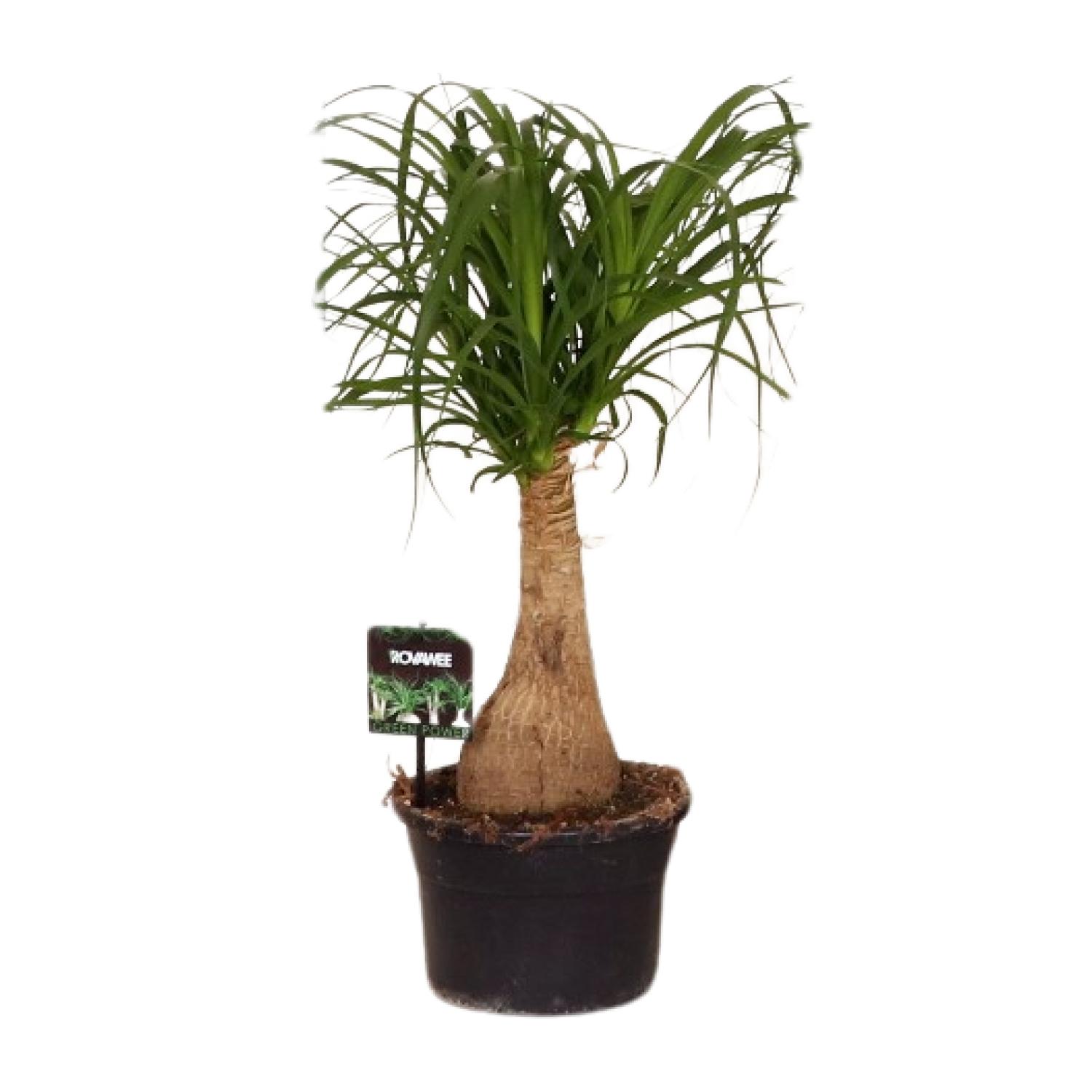 Beaucarnea Nolina - Ø19 ↕60 (11921)
