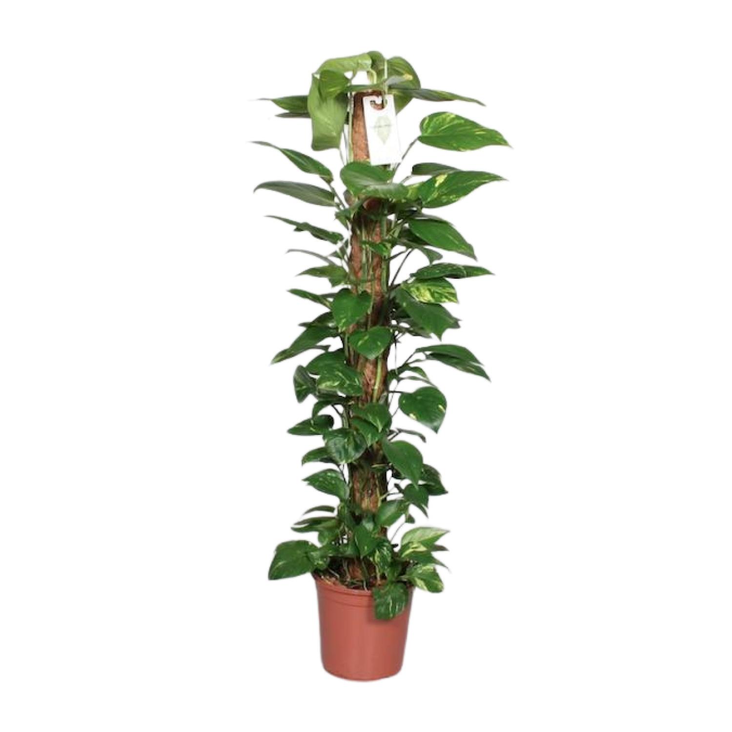 Epipremnum Pinnatum Mosstok 120cm Scindapsus (29047)