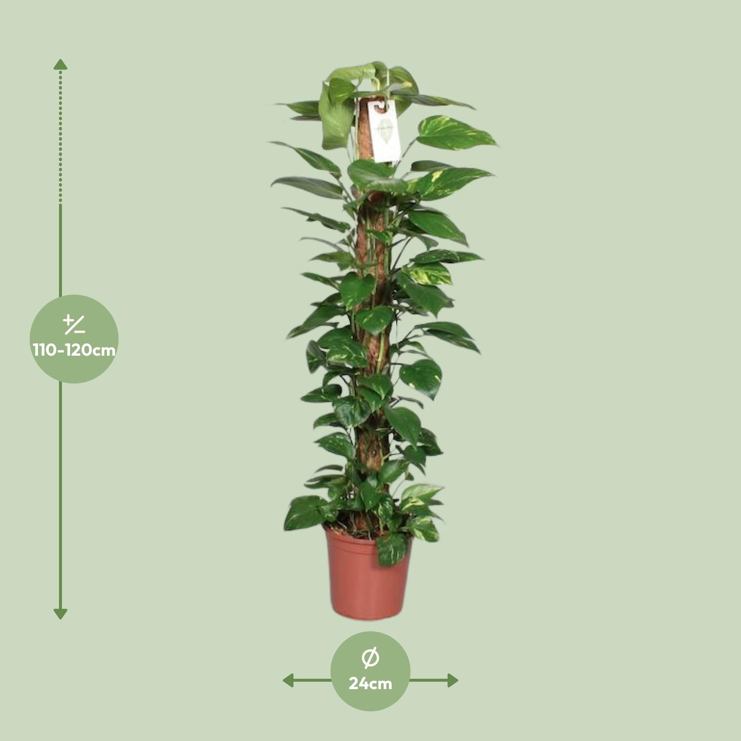 Epipremnum Pinnatum Mosstok 120cm Scindapsus (29047)