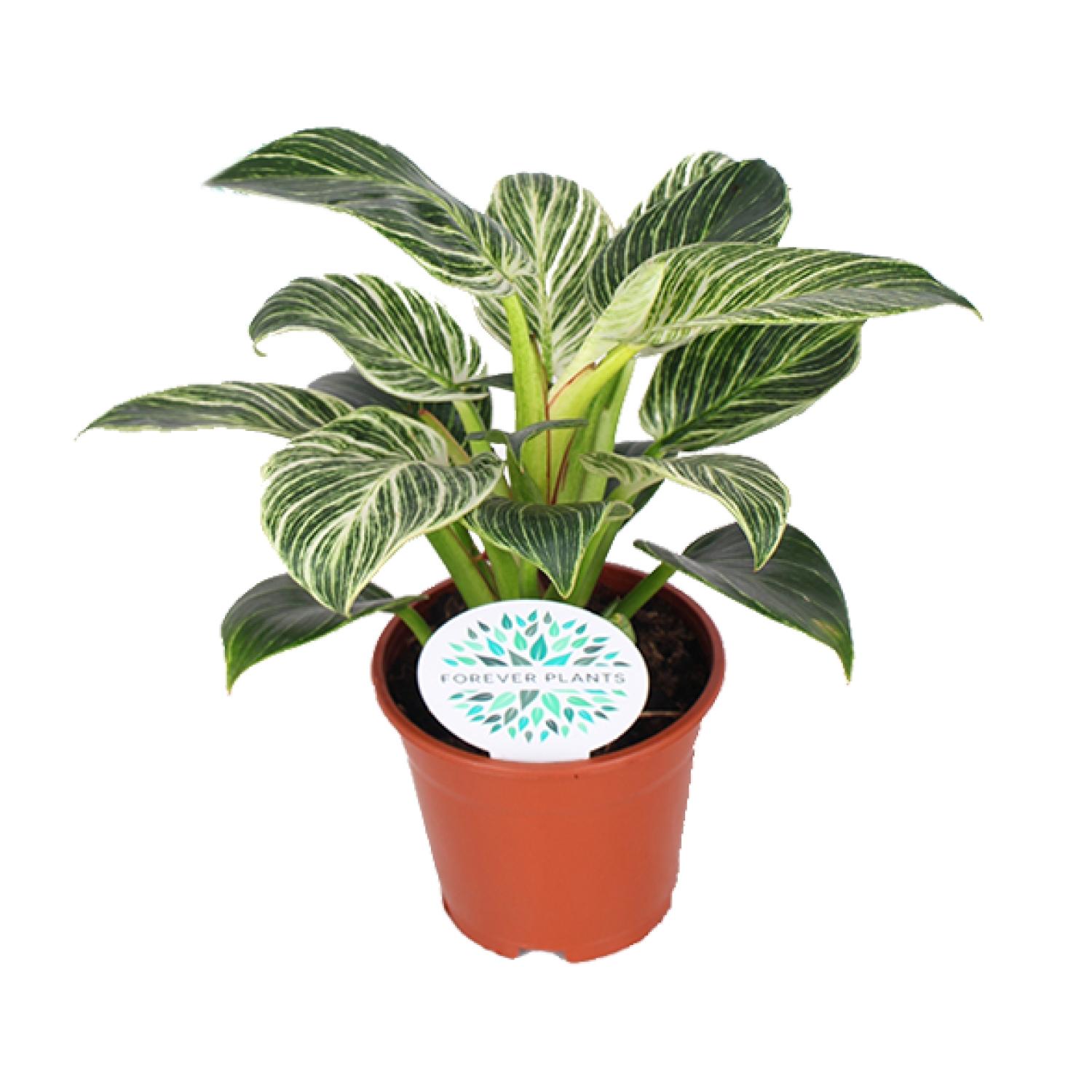 Philodendron Birkin (15837)