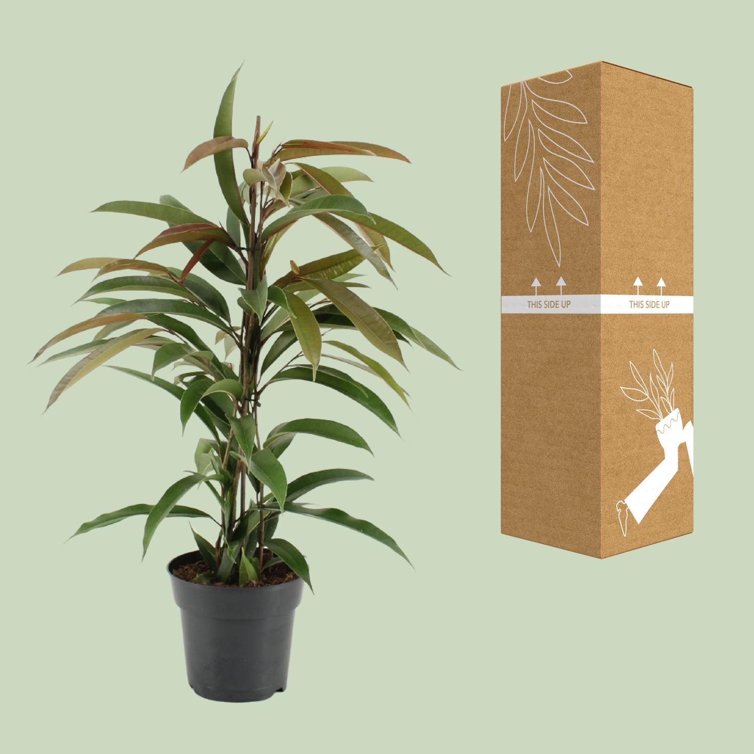 Ficus Binnendijkii Amstel King (15331)