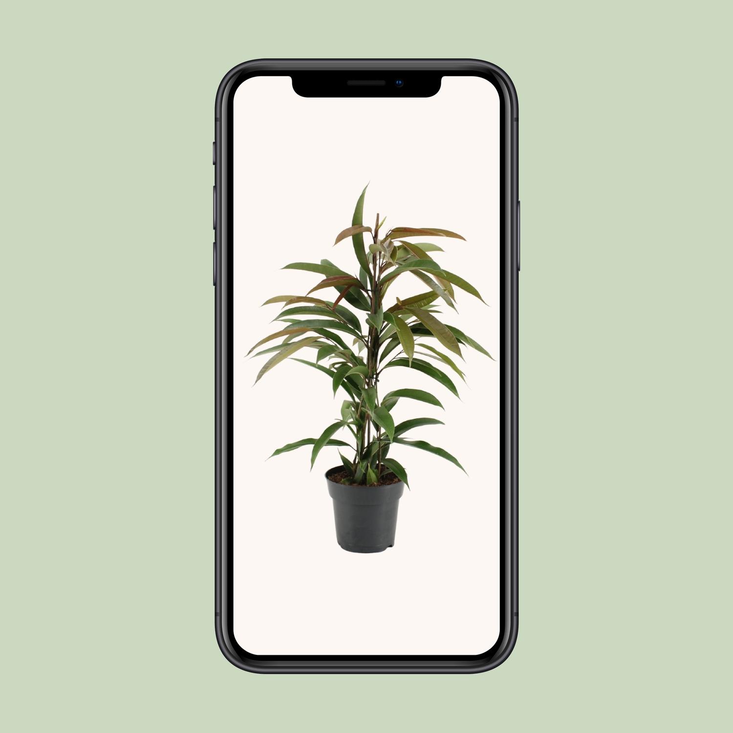 Ficus Binnendijkii Amstel King (15331)