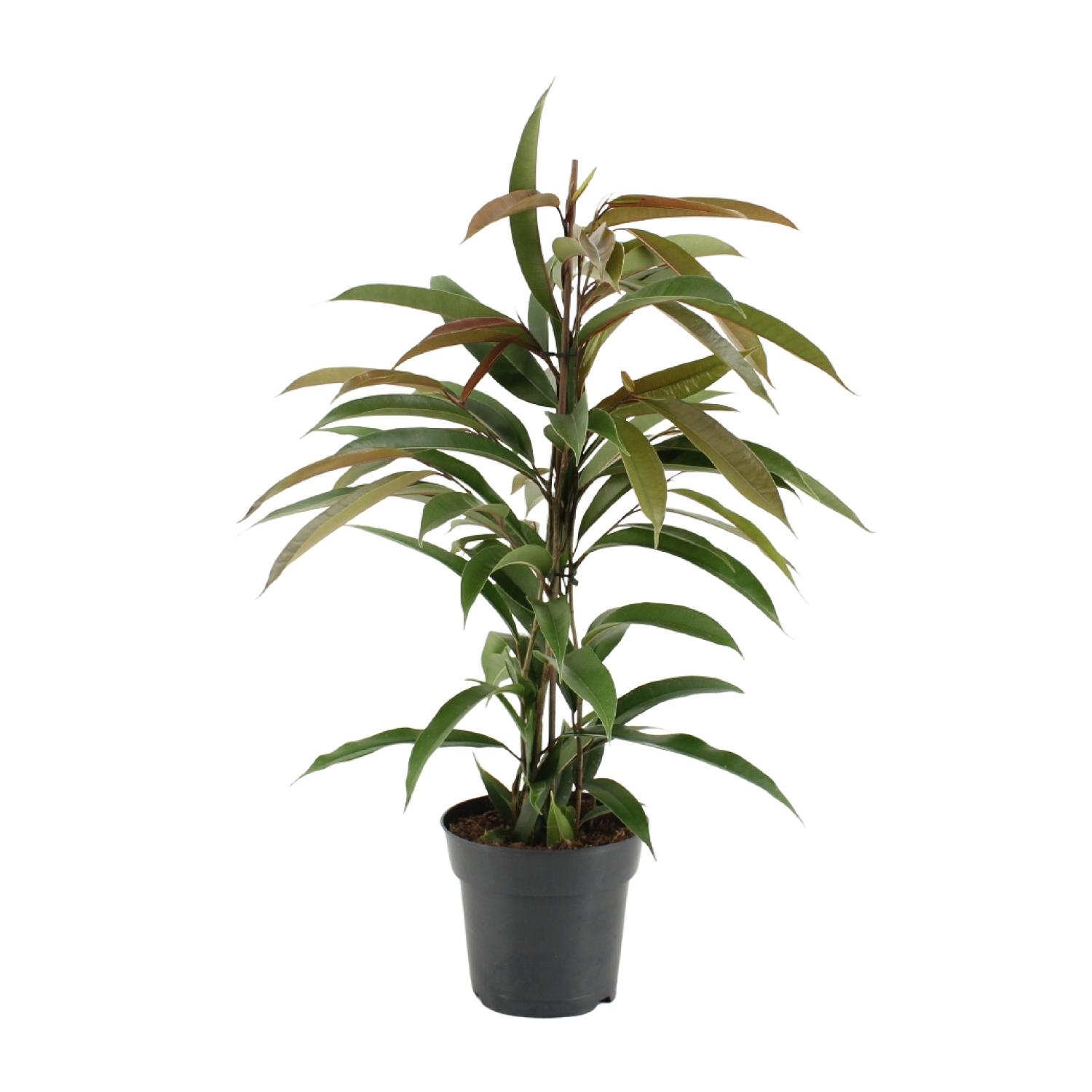 Ficus Binnendijkii Amstel King (15331)