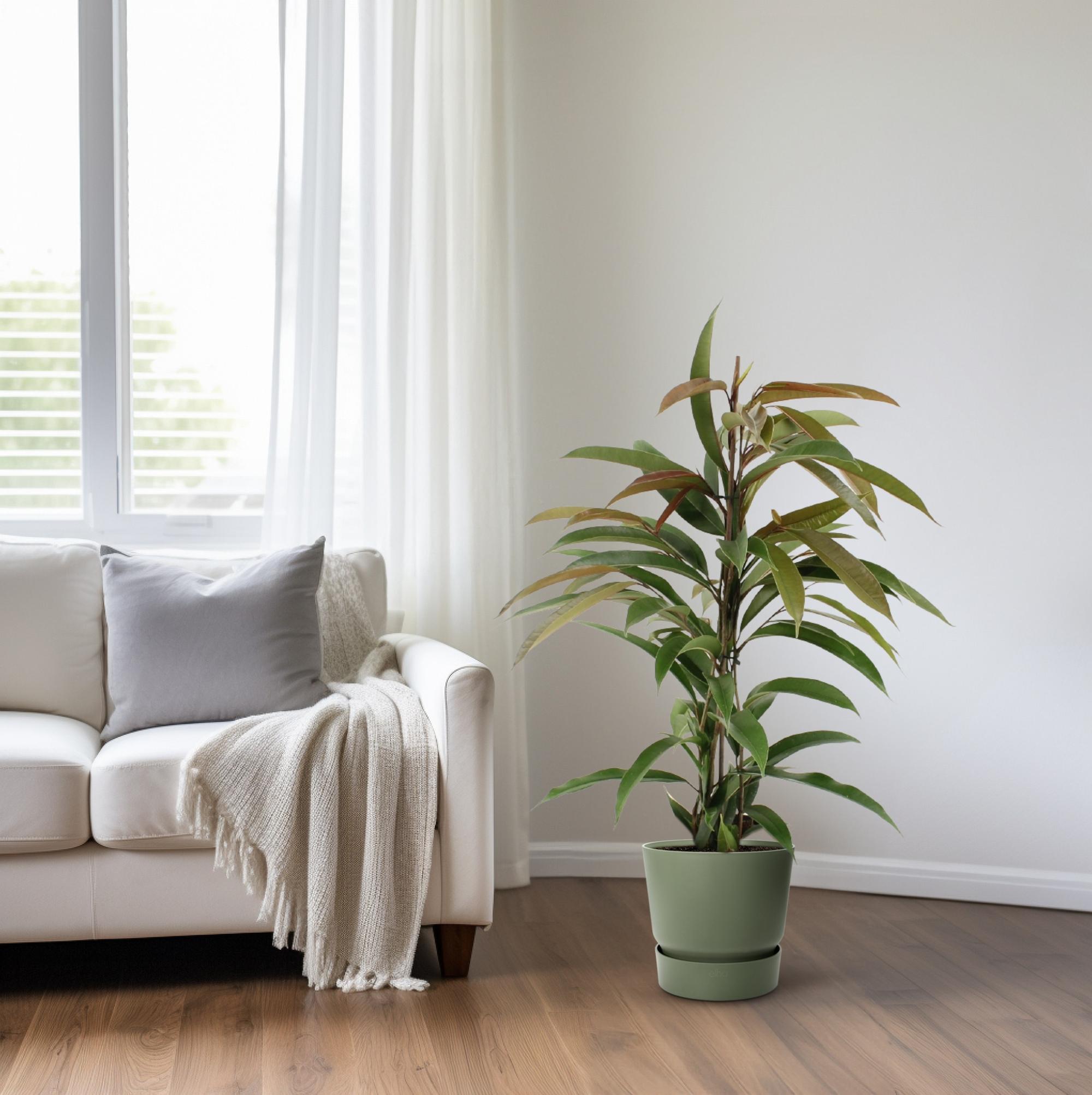 Ficus Binnendijkii Amstel King (15331)
