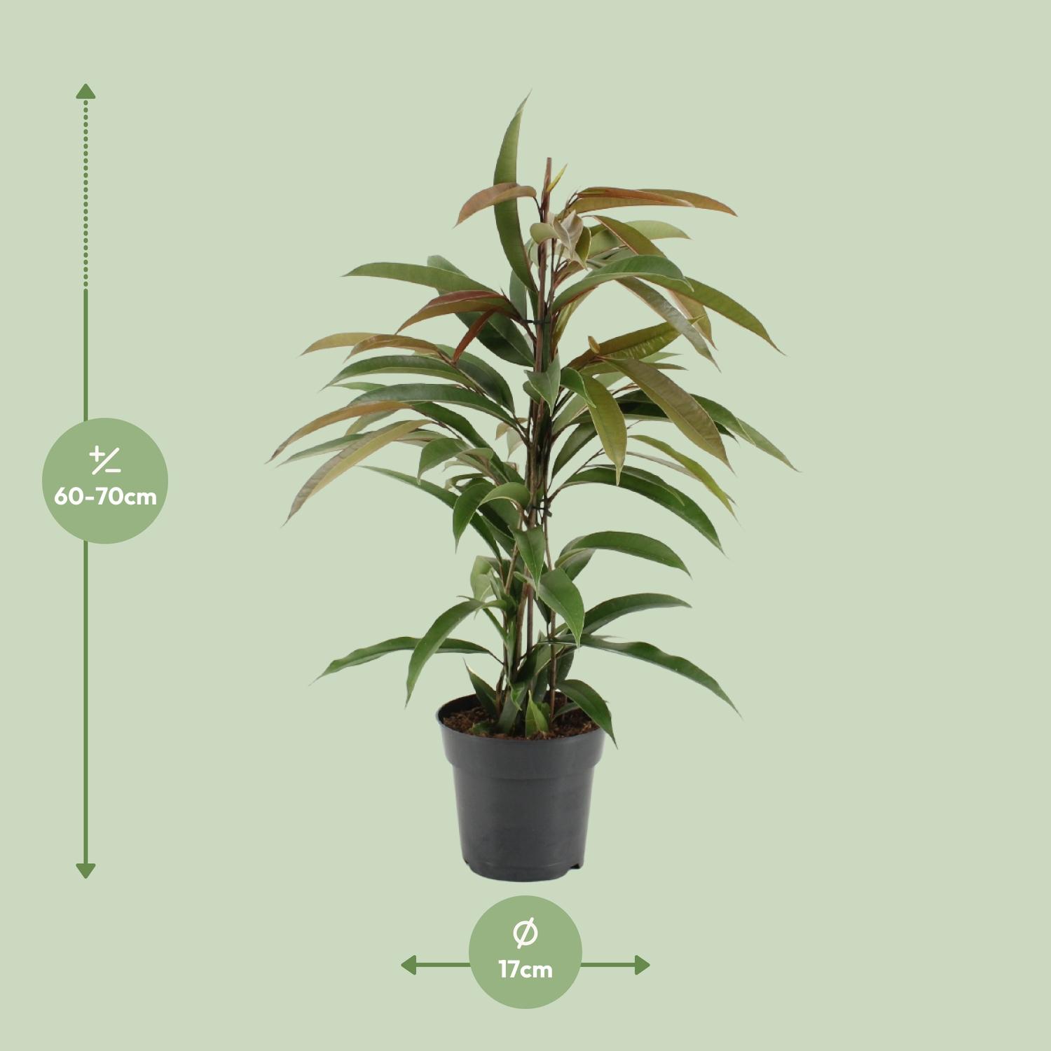Ficus Binnendijkii Amstel King (15331)